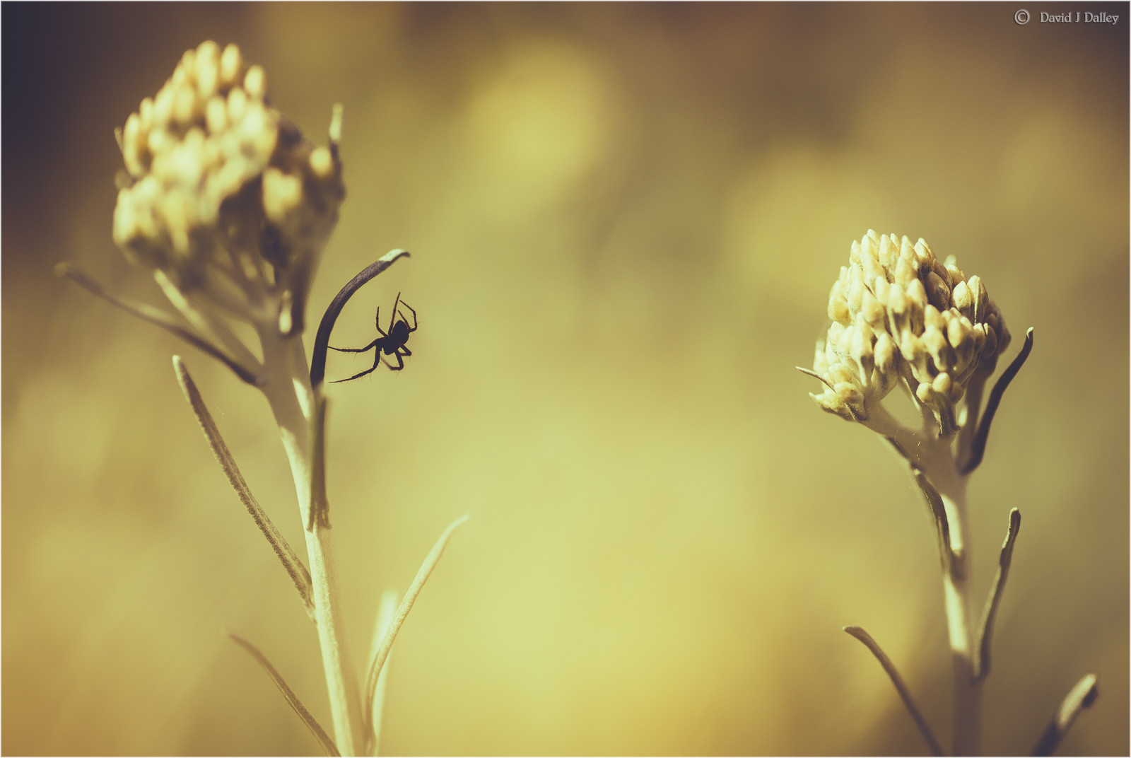 Spojené království, greatbritain, Anglie, makro, hmyz, Sussex, pavouk, Nikon, Západní Sussex, byliny, Spojené království, Británie, Volně žijících živočichů, pavoukovec, klesání, hmyz, kari, 100mm, sestoupit, tónovaný, pavouků, bylina, Southdowns, britishwildlife, englishcountryside, klesající, britishcountryside, herbgarden, Korytnačka, tokina100mm, D700, tokina100mmf28atxprod, nikond700, southdownsnationalpark, daviddalley, davidjdalley