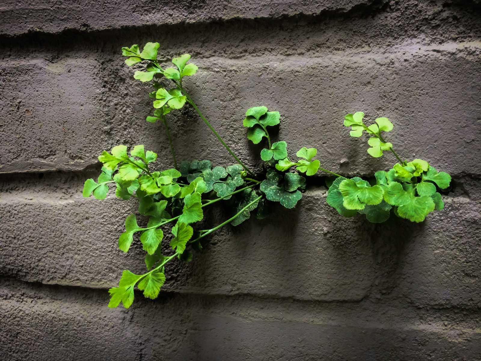 væg, Bloem, onkruid