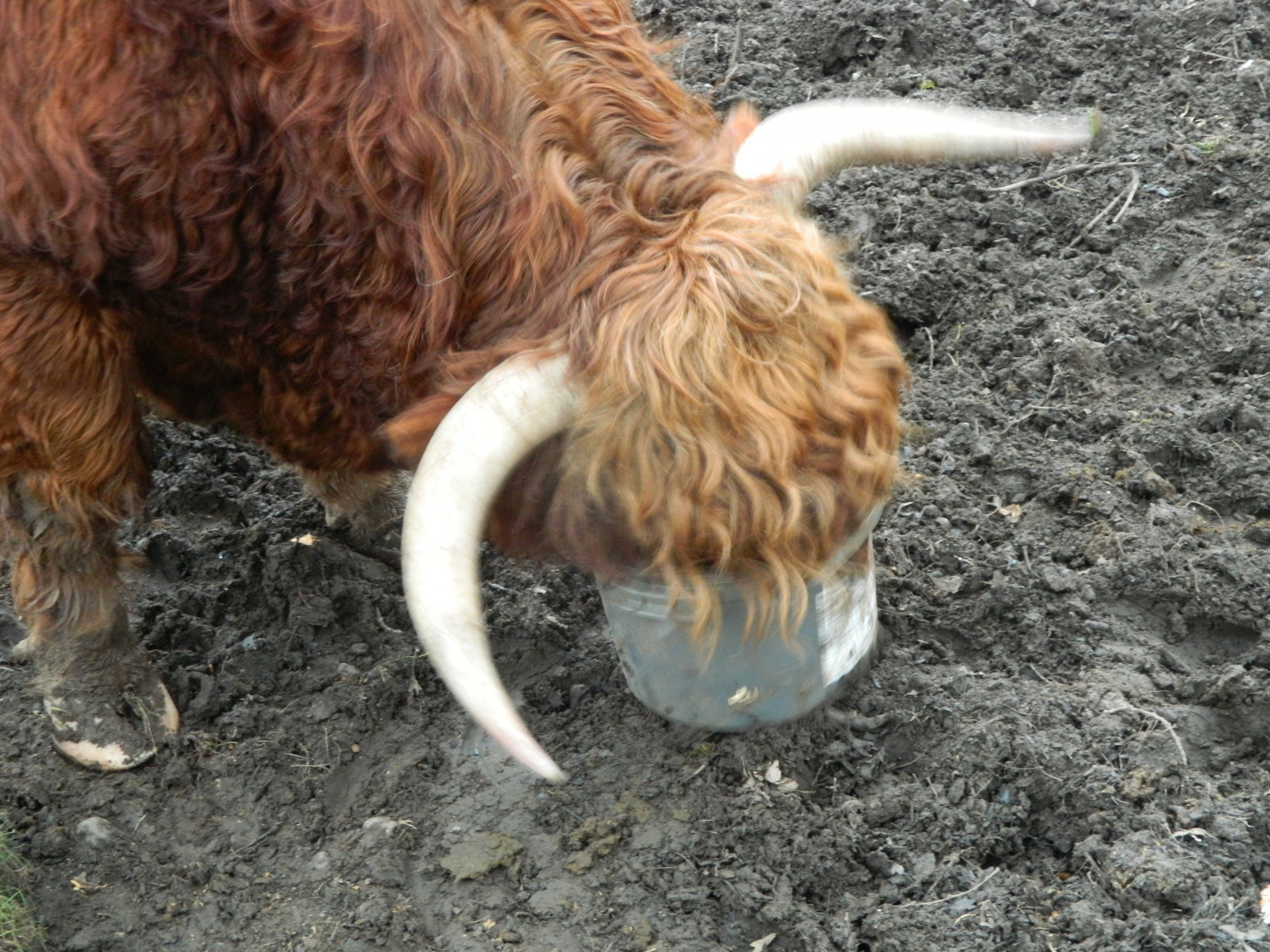 jídlo, růžky, bláto, hospodařit, oranžový, kráva, Kbelík, rohatý, hlava, Býk, KRMIVO, Vzácný, hospodářská zvířata, zemědělství, prozkoumal, legrační, venkov, krmení, dobytek, yak, přistát, chlupatý, roh, vysočina, čenich, dobytek, jako je savec, vůl, kráva koza rodina, organismus, plemeno, texas longhorn, zábavný