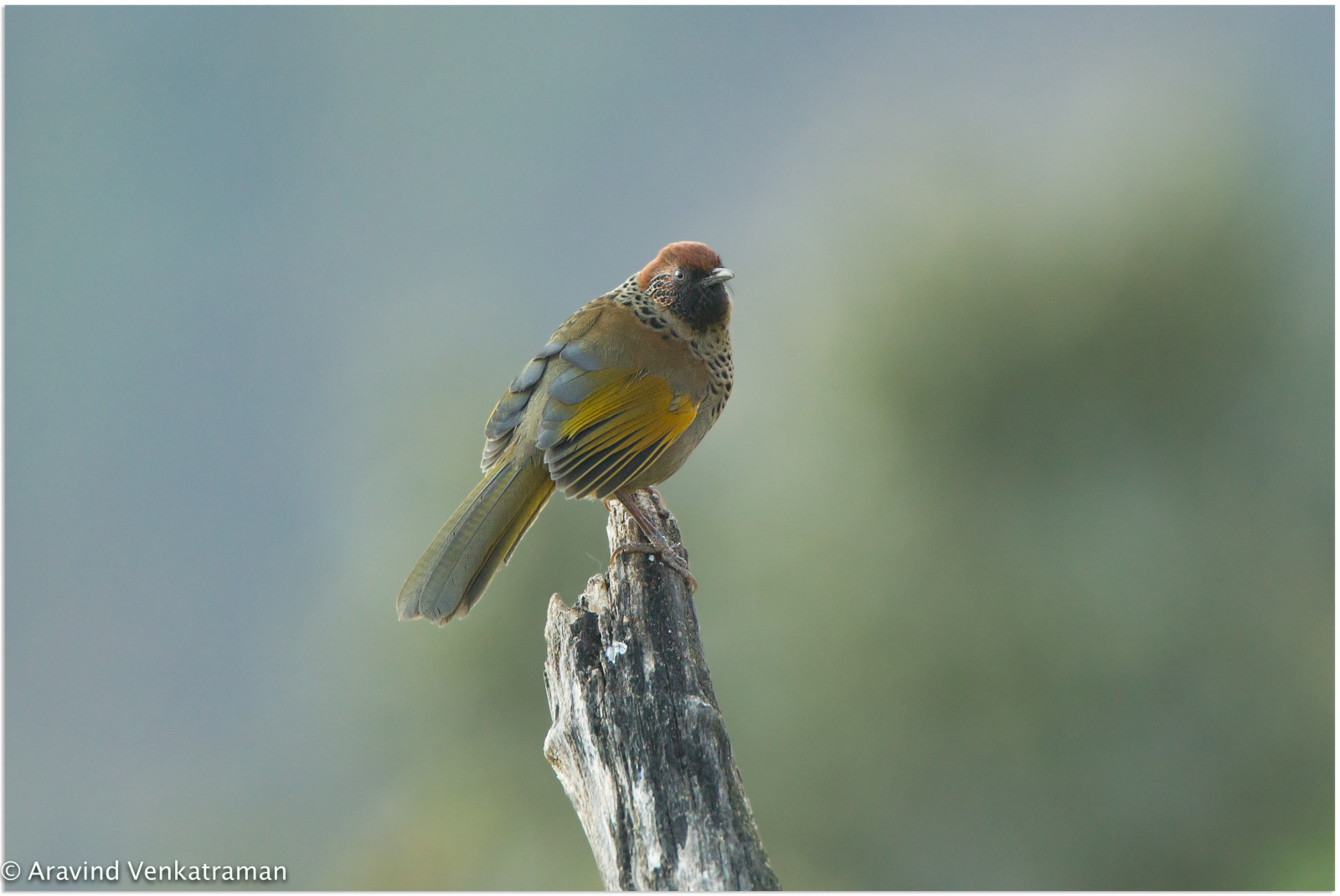 větev, Volně žijících živočichů, Kánon, smějící se, Kaštan, zobák, av, 2016, pták, pěnkava, křídlo, fauna, prohlížení pták, obratlovců, Lejskovití, Aravind, aravindvenkatraman, birdsofindia, chennaibirdphotographer, indianbirds, wildlifephotographer, himalayanbirds, chopta, korunovaný, drozd, chestnutcrownedlaughingthrush, trochalopteron, erythrocephalum, trochalopteronerythrocephalum