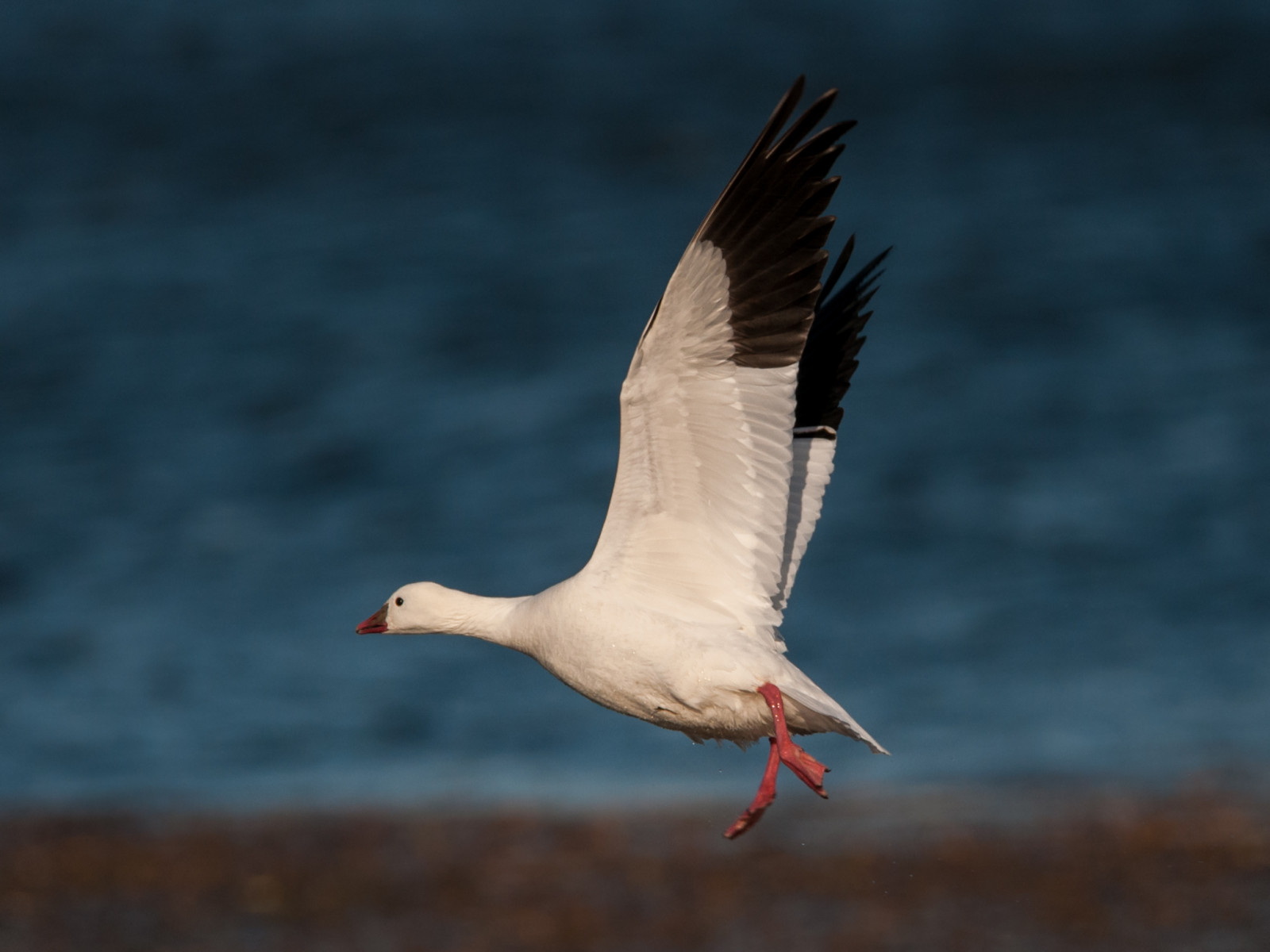Sigma Goose Wallpaper : sky, flying, wildlife, Nikon, duck, goose, beak, Fly ...