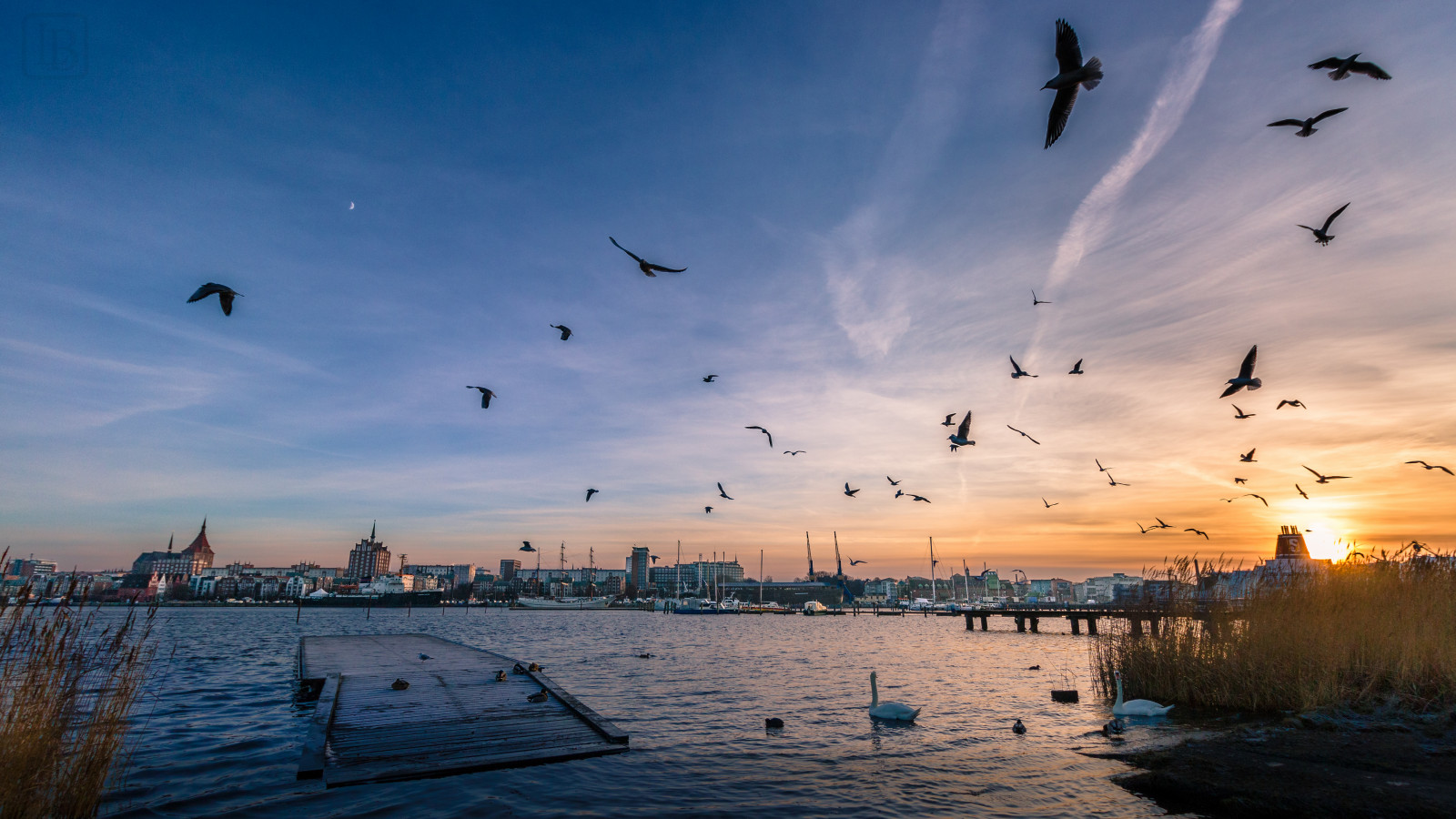západ slunce, moře, voda, pobřeží, nebe, svítání, uklidnit, večer, ráno, slunce, horizont, atmosféra, soumrak, mrak, svítání, pták, oceán, vlna, Rostock, stádo, mořský pták, sonnenuntergang, vogel, syn, Zvířata, Charadriiformes, schw ne, m wen, Schwan, Varování