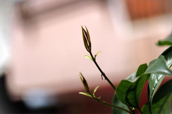 plants,green