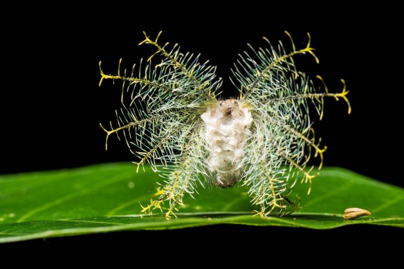 hmyz, bezobratlý, makro fotografie, organismus, členovců, škůdce