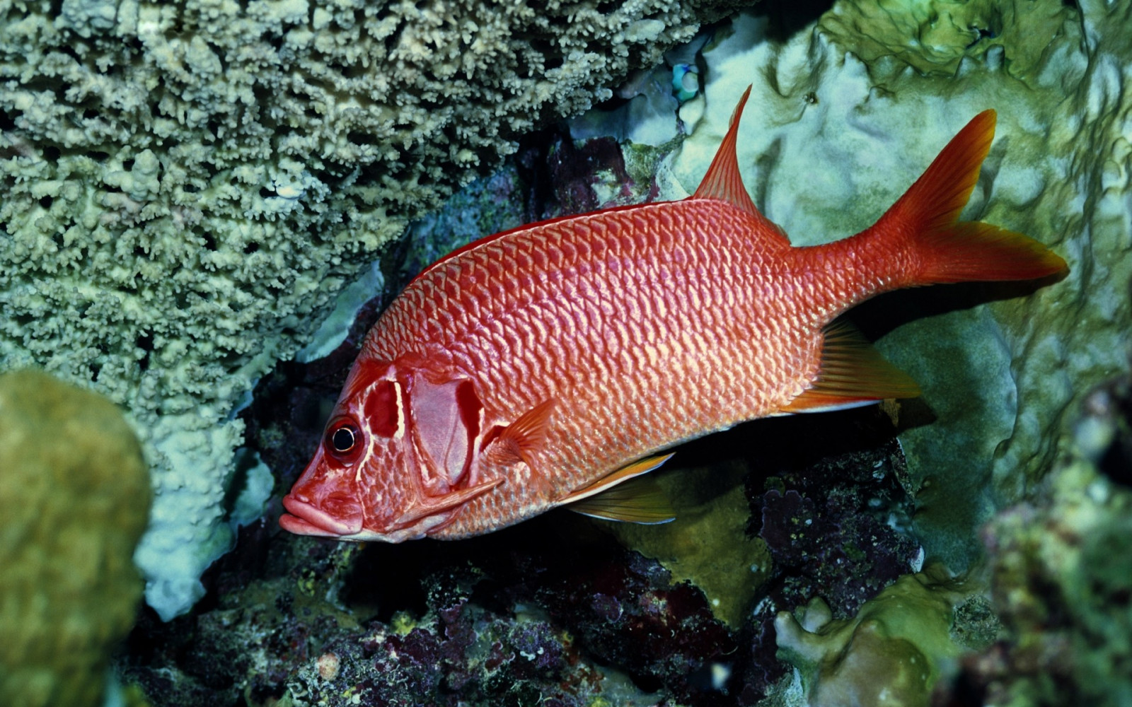 1920x1200 px, animals, fish, nature, sealife
