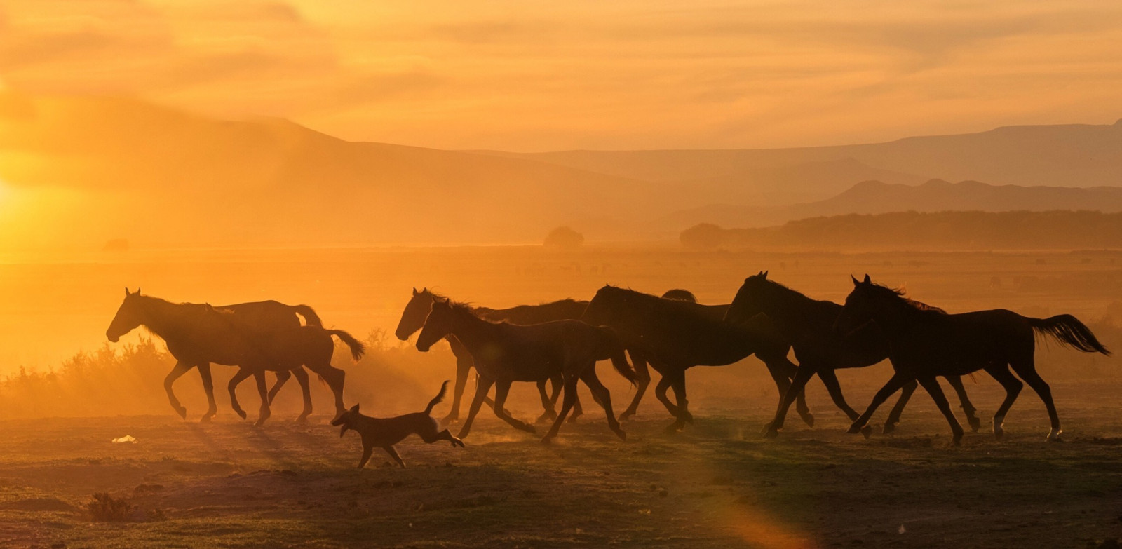 krajina, zvěř, západ slunce, kůň, fotografování, svítání, večer, ráno, poušť, Sahara, step, lučina, velbloud, stádo, prostý, savec, prérie, přírodní prostředí, savana, Liparské landform, mustang kůň, velbloud, jako savec, arabský velbloud, 2048x1003 px