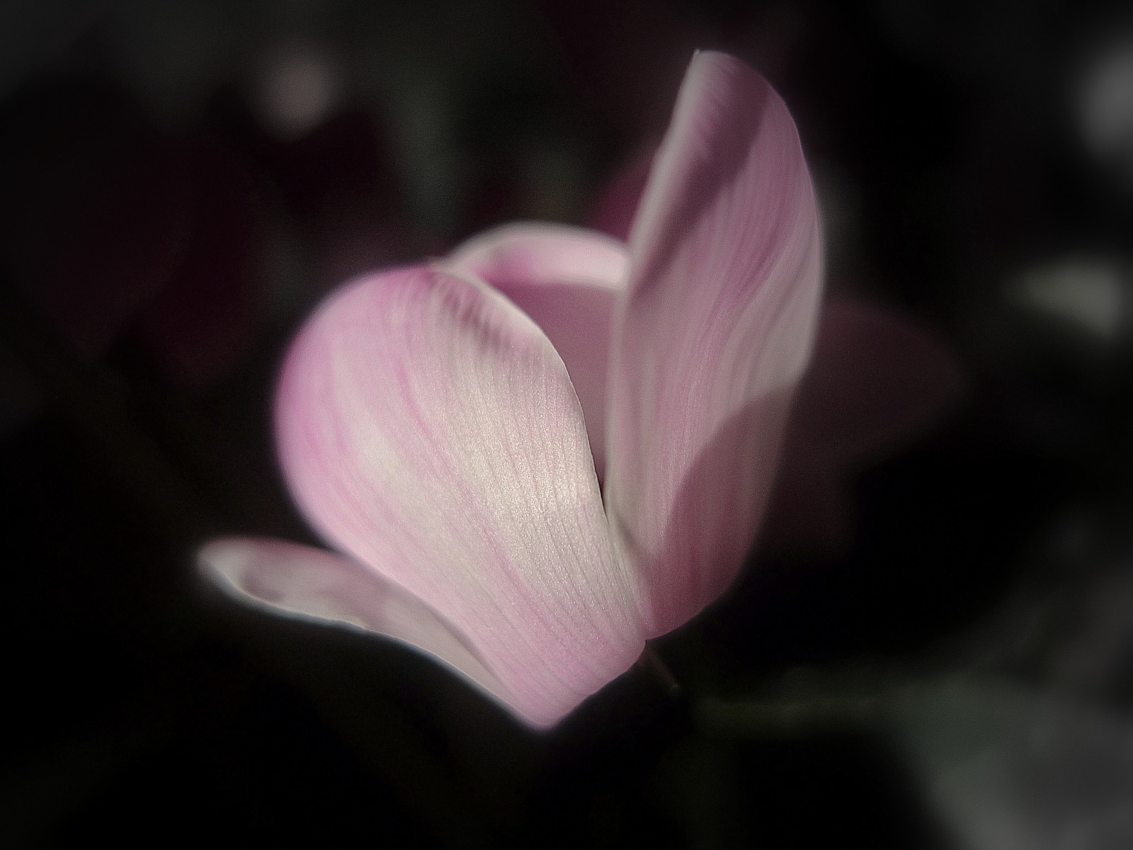 růže, květ, Evropa, růžový, Belgie, jaro, Brusel, květ, rostlina, flóra, okvětní lístek, květ, Botanique, belgie, Belgique, divoká rostlina, Bruxelles, Brussel, Schaarbeek, Schaerbeek, pascalfranche, pfranche, počítač tapeta, kvetoucí rostlina, zblízka, makro fotografie, závod stonek, zátiší fotografování, vodních rostlin, brambořík, bylina, Petale, plantedint rieur