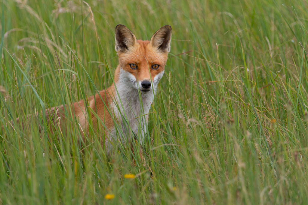 Sfondi : natura, Volpe rossa, fauna, mammifero, prateria, kit di volpe