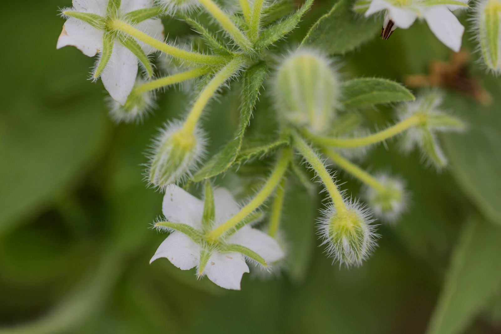 zahrada, Příroda, park, zelená, květ, bylina, podzim, list, květ, rostlina, flóra, Blomma, h st, Alnarp, divoká rostlina, vyrobit, botanika, suchozemská rostlina, kvetoucí rostlina, zblízka, keř, makro fotografie, závod stonek