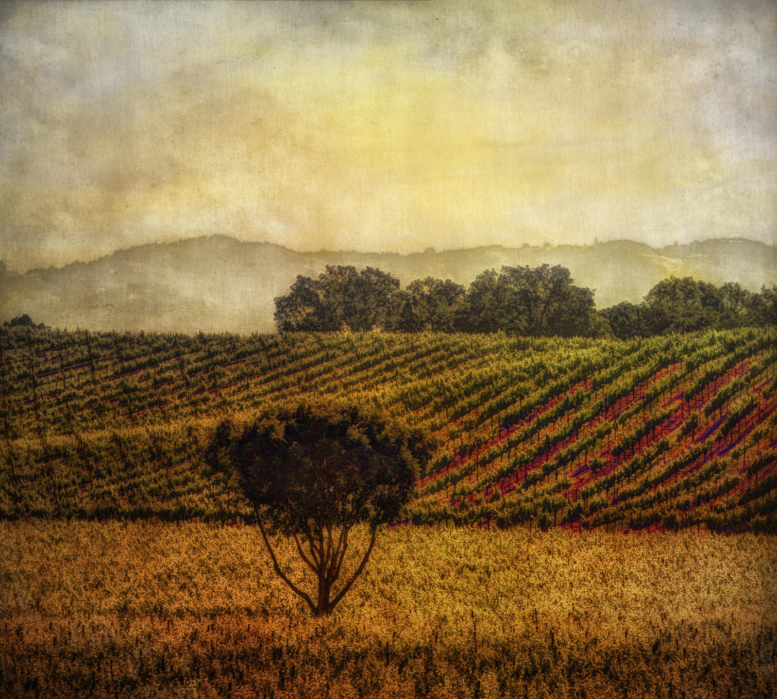 Sonnenlicht, Feld, Morgen, Textur, 2013, Weinberg, Wolke, Baum, Herbst, Blume, Landwirtschaft, Ebene, Legacy Exzellenz, kann, Ernte, Boden, Lw, Exotisch, ländliches Gebiet, Tisexceellence, Rockpaperexcellence, Arttreasure5