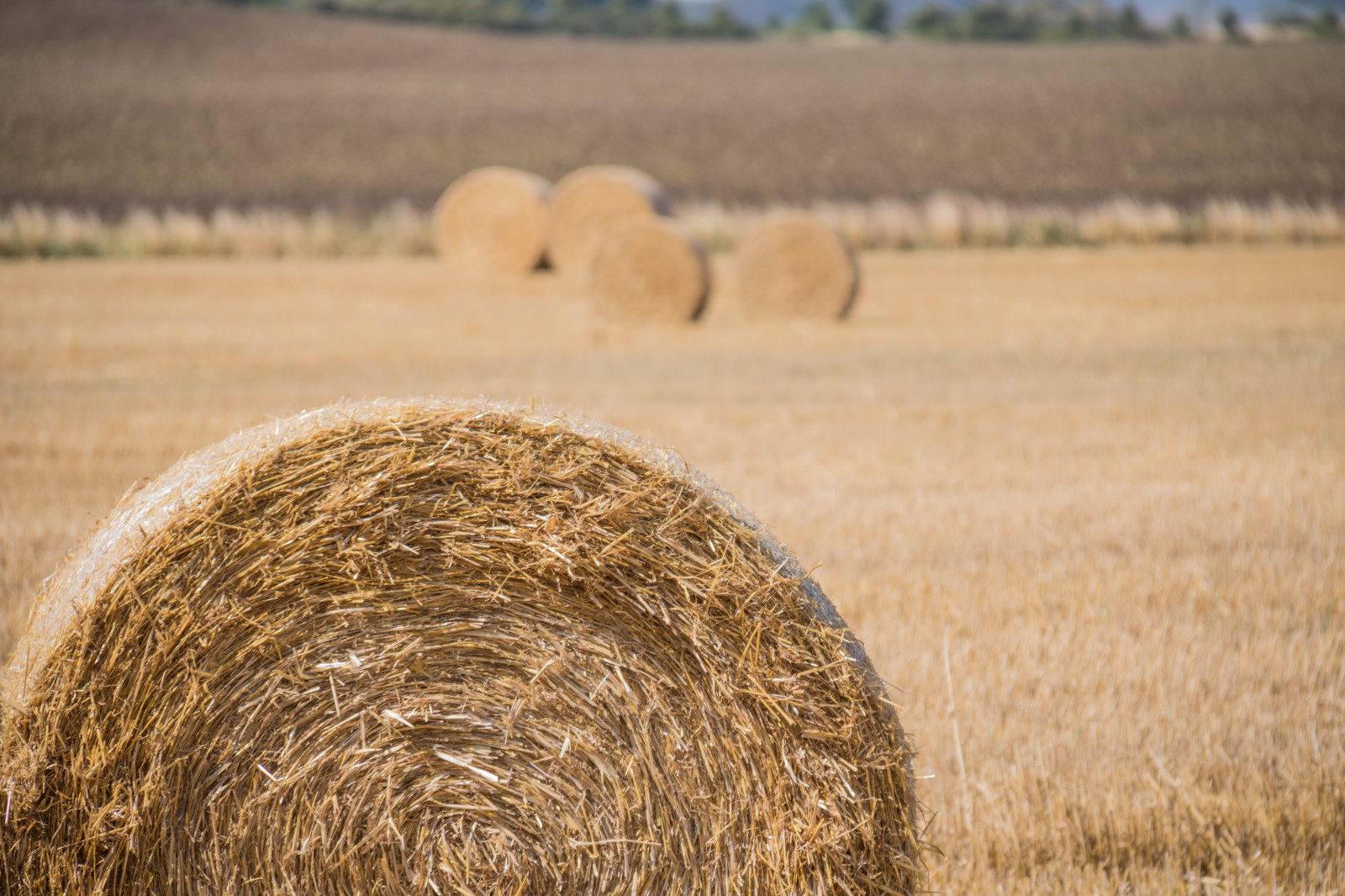 paesaggio, cibo, erba, campo, cannuccia, Grano, fieno, scenario, raccolto, prateria, pianta, campagna, landsbygd, Landskap, modello canoneos760d exif, geocountry, Marca fotocamera Canon, Geocity, modello di fotocamera canoneos760d, geostate, geolocalizzazione, Lente exif efs18200mmf3556is, exif focalLength 200 millimetri, exif fare canon, exif ISOSPEED 100, apertura exif 63, halm, agricoltura, pianura, prateria, raccolto, suolo, area rurale, pianta fiorita, famiglia di erba