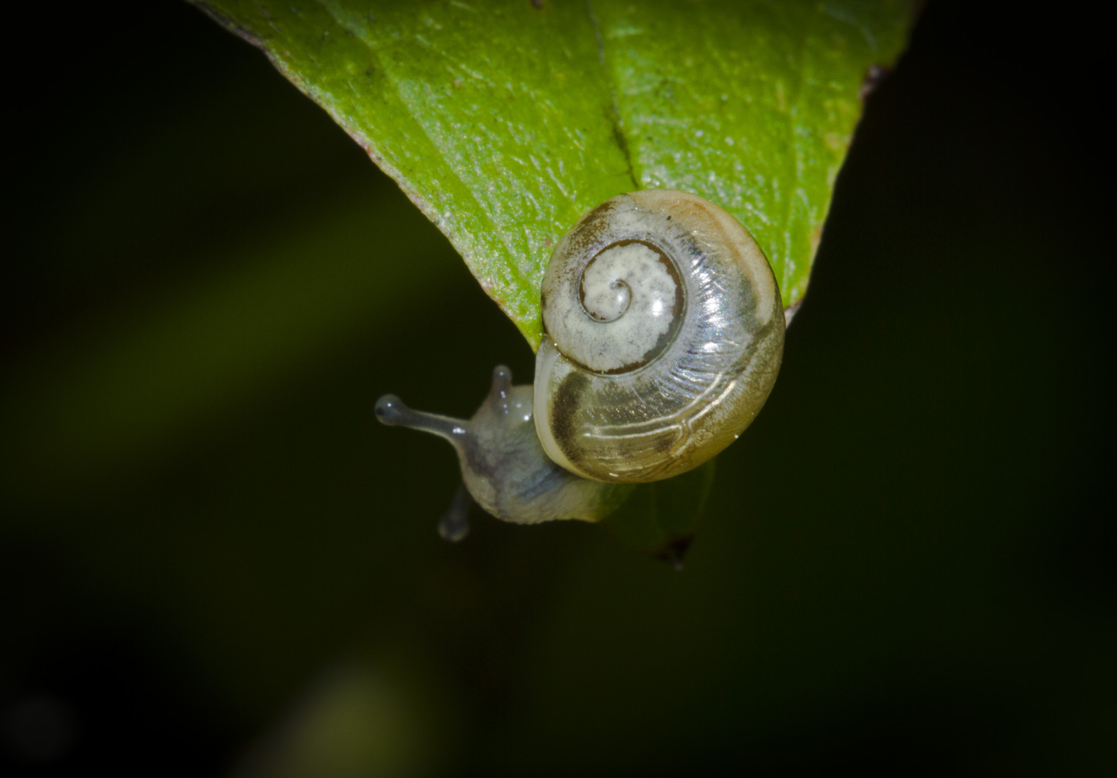 mørk, natur, regn, fotografering, makro, grøn, Norge, Canon, sommer, bokeh, Blitz, snegl, varm, blad, langsom, eos, 7d, fauna, norge, Norwegen, tæt på, makrofotografering, stængelplante, hvirvelløse, Skedsmo, Skedsmokorset, snegle og snegle, bløddyr