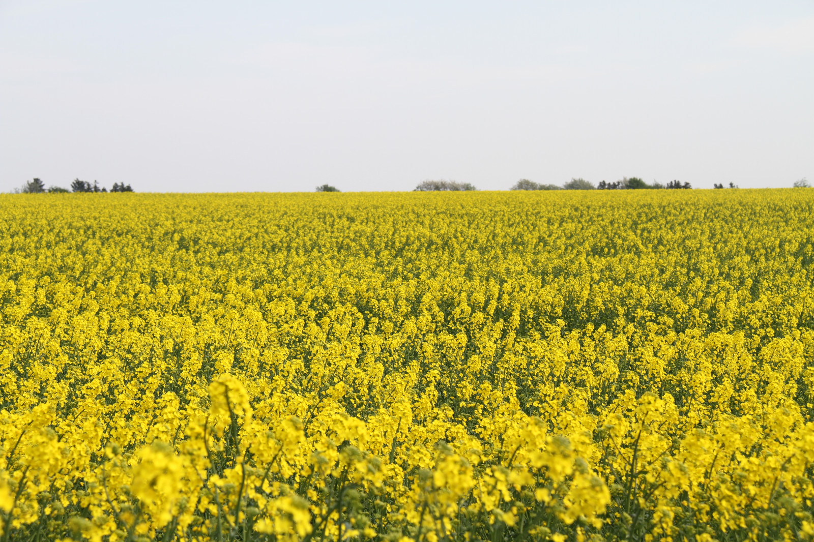 krajina, jídlo, pole, žlutý, řepkového, květ, lučina, rostlina, řepka, zemědělství, soderslatt, louka, prostý, prérie, oříznutí, vyrobit, suchozemská rostlina, kvetoucí rostlina, tráva rodina, zeleninový, brassica, hořčice, hořčice závod, brassica rapa, hořčice a zelí rodina