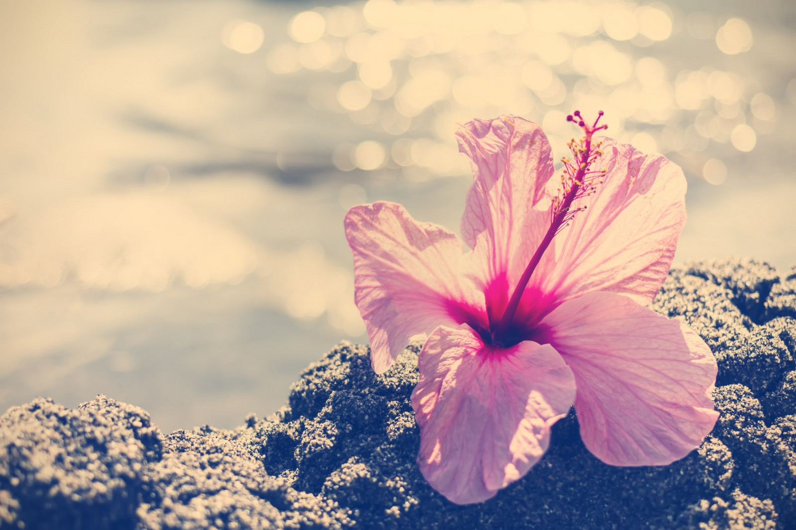 slunečnímu záření, květiny, fotografování, makro, Třešňový květ, květ, růžový, ibišek, list, květ, rostlina, flóra, okvětní lístek, suchozemská rostlina, kvetoucí rostlina, zblízka, makro fotografie, Slézotvaré