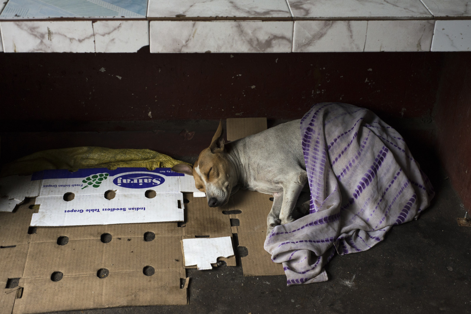 savec, obratlovců, malé až středně velké kočky, pes jako savec, kočka, kočka jako savci, čenich, carnivoran