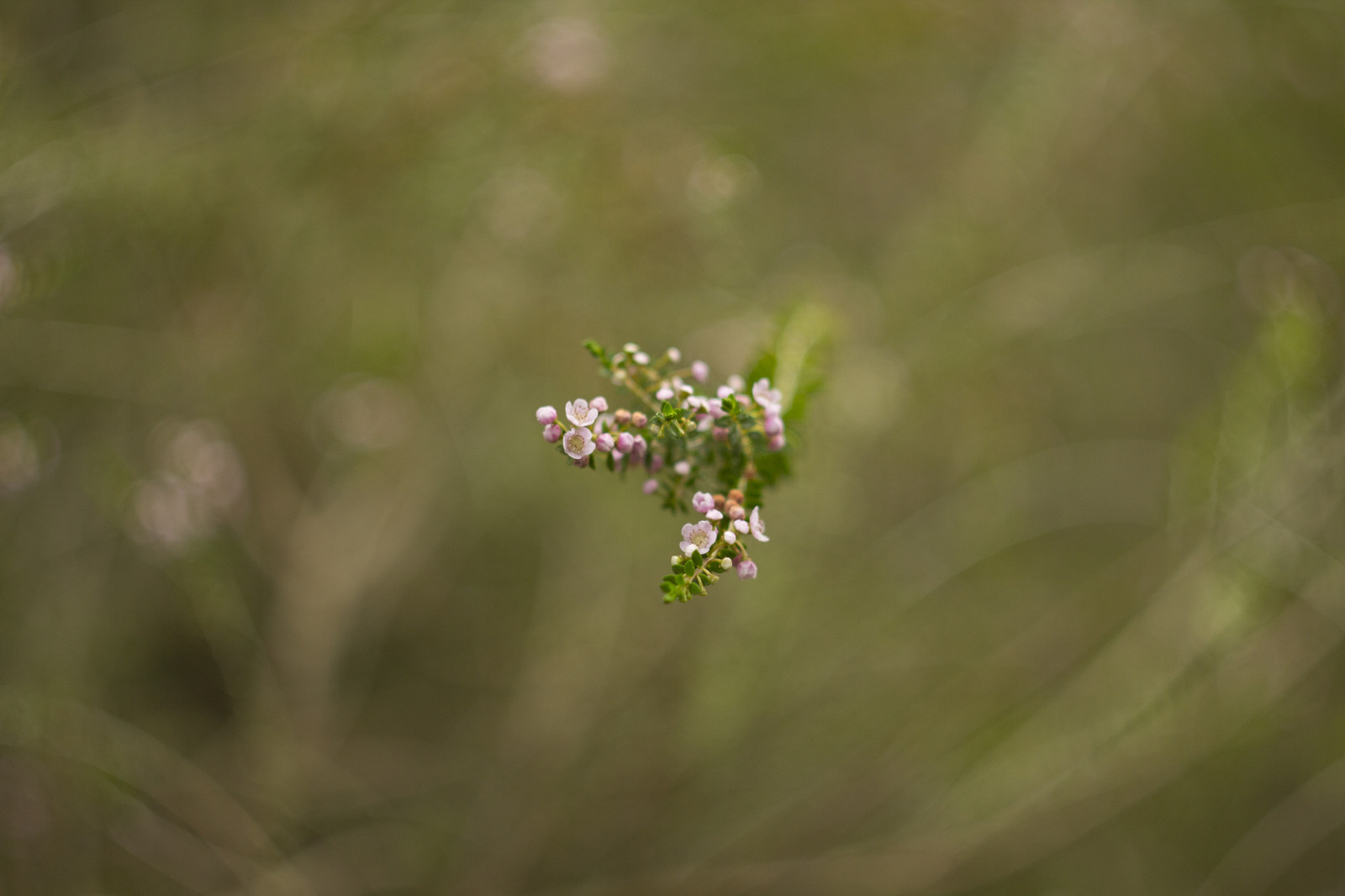 podzim, zahrada, Příroda, tráva, park, Kánon, bokeh, ruština, 2015, jaro, Austrálie, rodák, Victoria, australský, Melbourne, podzim, květ, rostlina, flóra, dof, Botanická zahrada, březen, eos, 58mm, M42, 60d, manuál, divoká rostlina, makro fotografie, Helios, Balwyn, maranoa, maranoagardens, helios442