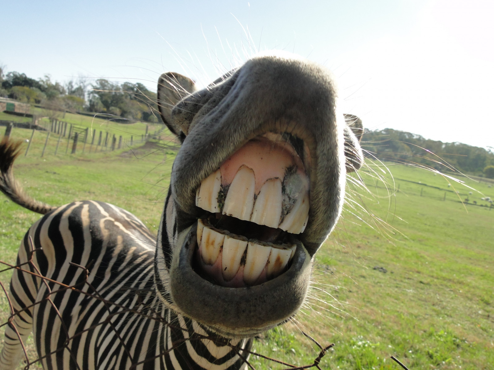 Zebra Rindo Papel de parede : Preto e branco, sorrir, sorridente, Jardim zoológico ...