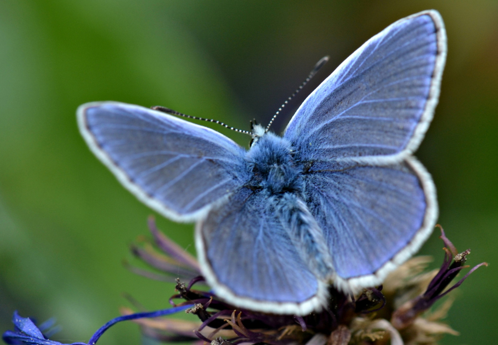 Garten, Natur, Schmetterling, Insekt, Tierwelt, Motte, Allnaturesparadise, Naturesgallery, Fantastisch, Betterthangood, Naturescreations, das Aussehen, Natureislife, Naturespotofgold, Naturesprime, Natureskingdom, Anaturecanvas, Überthenaturewithlove, Brigettesbeautifulnaturegallery, Zertifiziertfoto, Nahansicht, Makrofotografie, wirbellos, Gliederfüßer, Organismus, Bestäuber, Motten und Schmetterlinge, Lycaenid, Pieridae, Pinsel footed Schmetterling, Commonblue, Alles andere, Butterflyaward, Bugsonpixel, Thenaturessoul, Eveythinggoodinnature