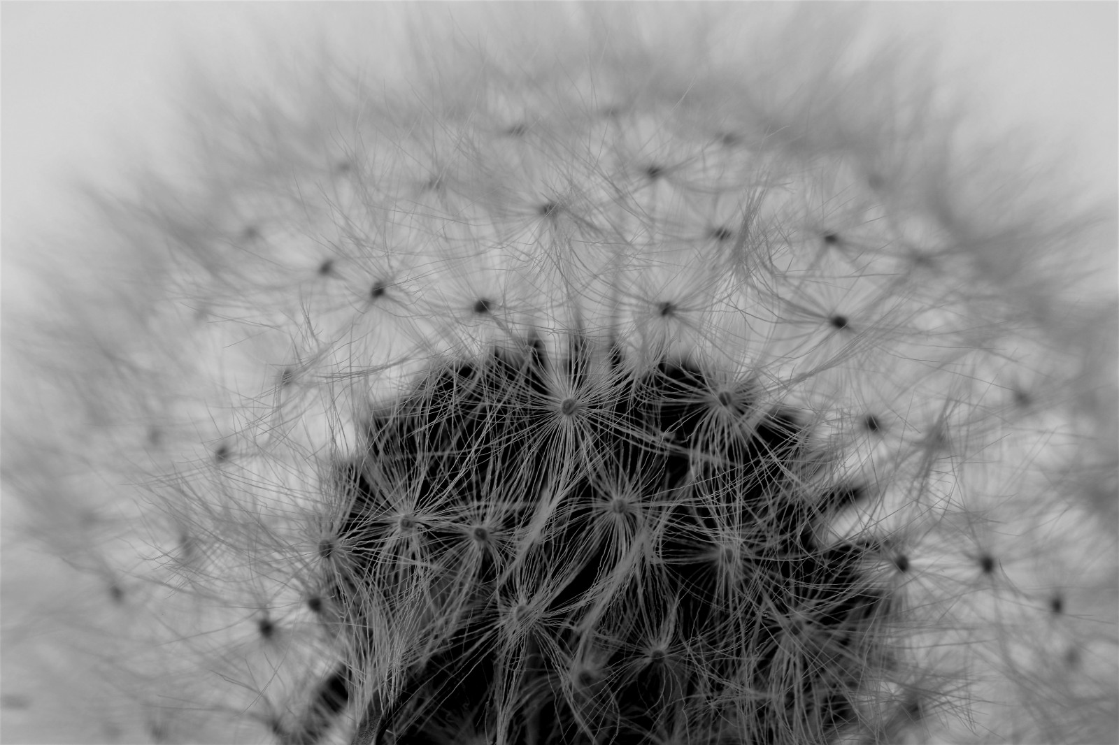 pampeliška, macromonday, makro, tělesné, černobílý