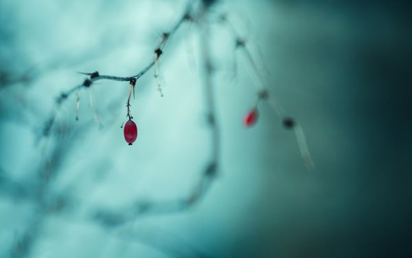 depth of field,water,red,reflection,plants,macro
