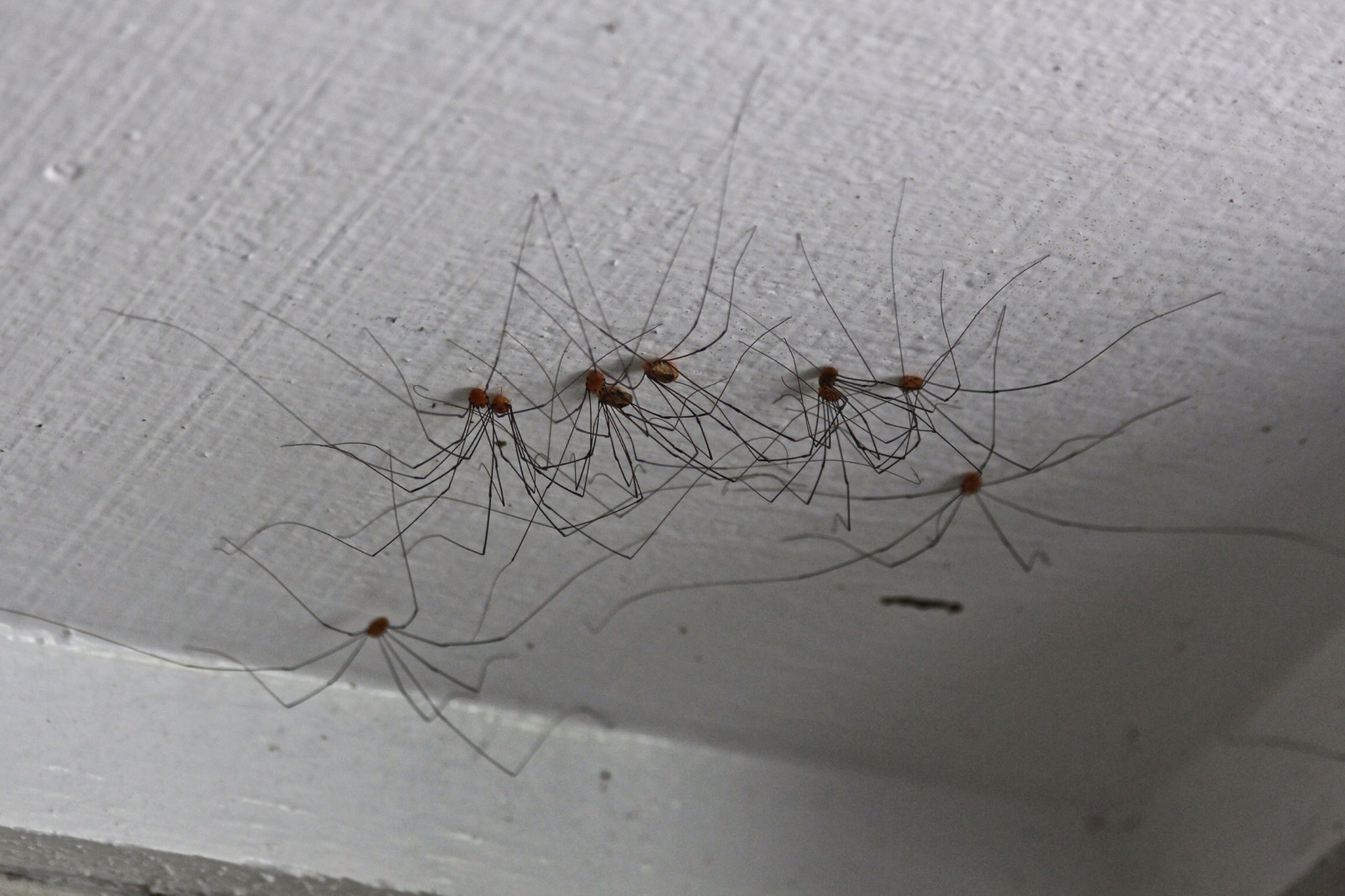 bezobratlý, pavouk, členovců, pavoukovec, fauna, hmyz, škůdce, tangle web spider, araneus, pavoučí síť, orb weaver pavouk, větvička, membrána okřídlený hmyz