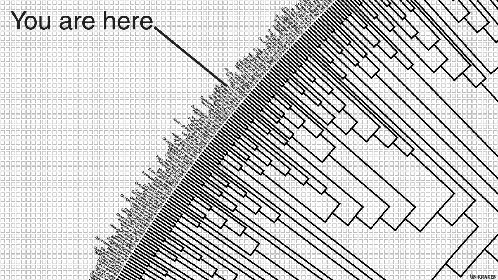 Wallpaper : drawing, minimalism, evolution, graph, shape, line, sketch ...