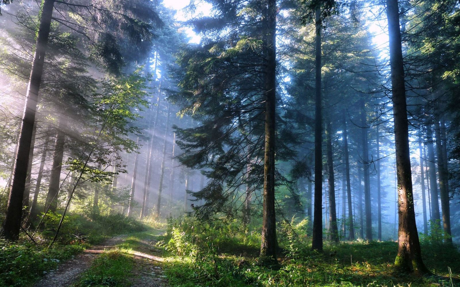 luce del sole, alberi, foresta, natura, strada, mattina, nebbia, natura selvaggia, giungla, foresta pluviale, zone umide, albero, autunno, bosco, habitat, ambiente naturale, fenomeno atmosferico, pianta legnosa, caratteristica geografica, ecosistema, temperata foresta di conifere, bioma, vecchia foresta di crescita, foresta temperata