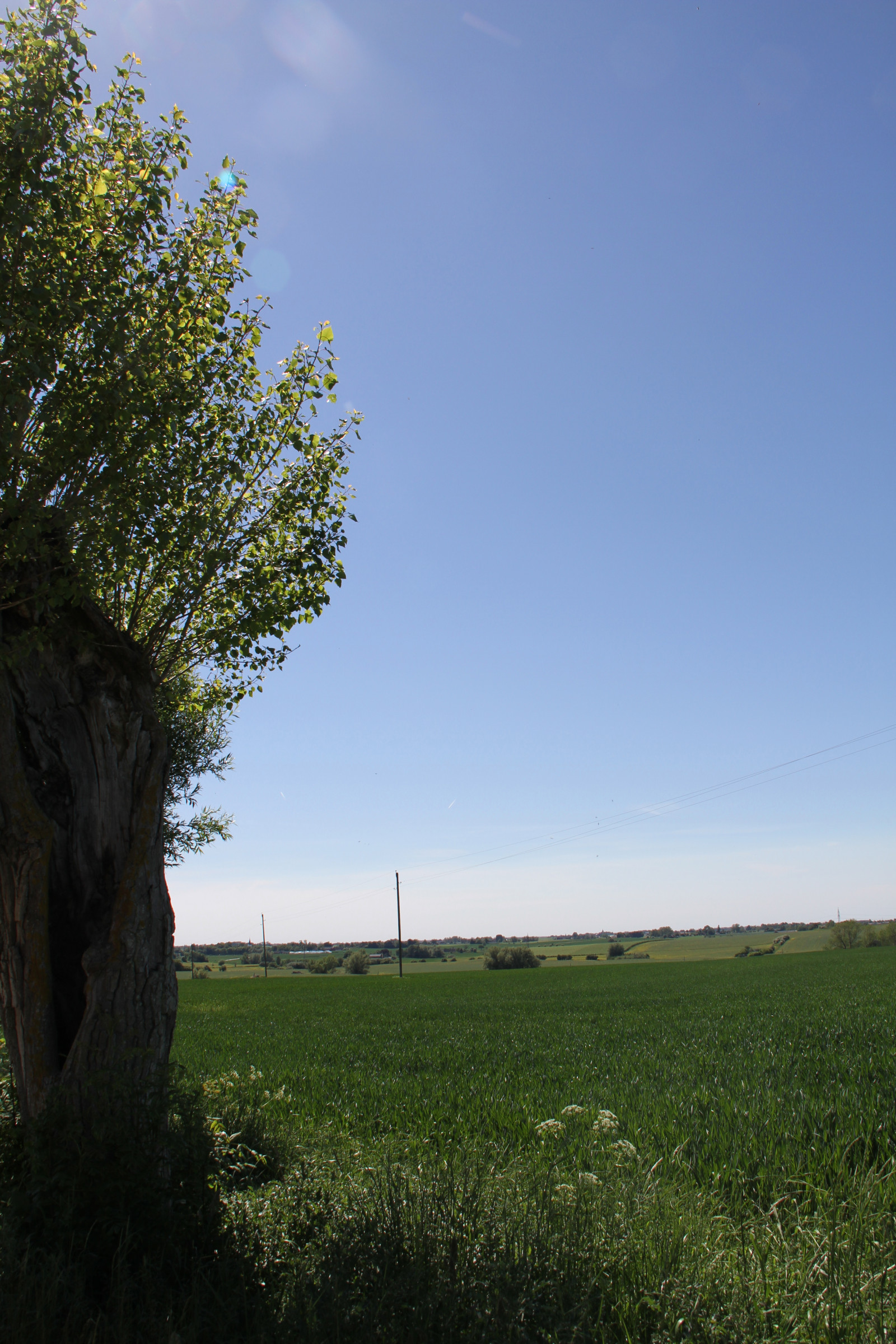 slunečnímu záření, krajina, kopec, Příroda, tráva, nebe, pole, zelená, ráno, vítr, horizont, mrak, strom, list, květ, lučina, rostlina, podle, PIL, tři, zemědělství, louka, prérie, venkov, místo výskytu, přírodní prostředí, dřevina, tráva rodina