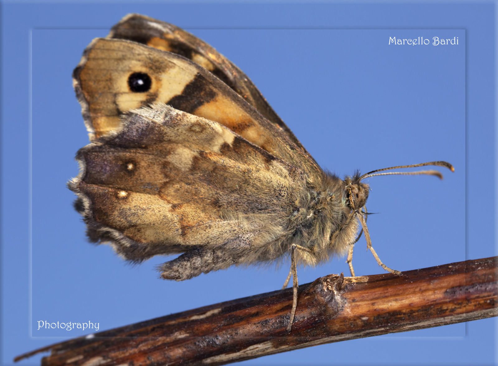 blu, leggero, estate, ritratto, cielo, Italia, Marrone, macro, natura, colori, avvicinamento, Canone, la pittura, stagione, Ali, occhi, belle Arti, immagine, farfalle, insetti, antenna, farfalla, entomologia, spirotromba, marcellobardi