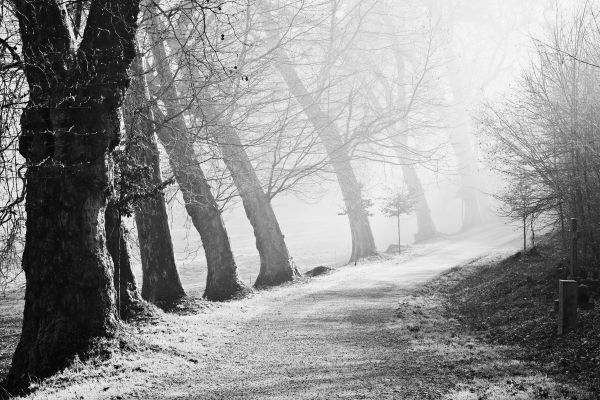 trees,winter,light,sunset,park,old