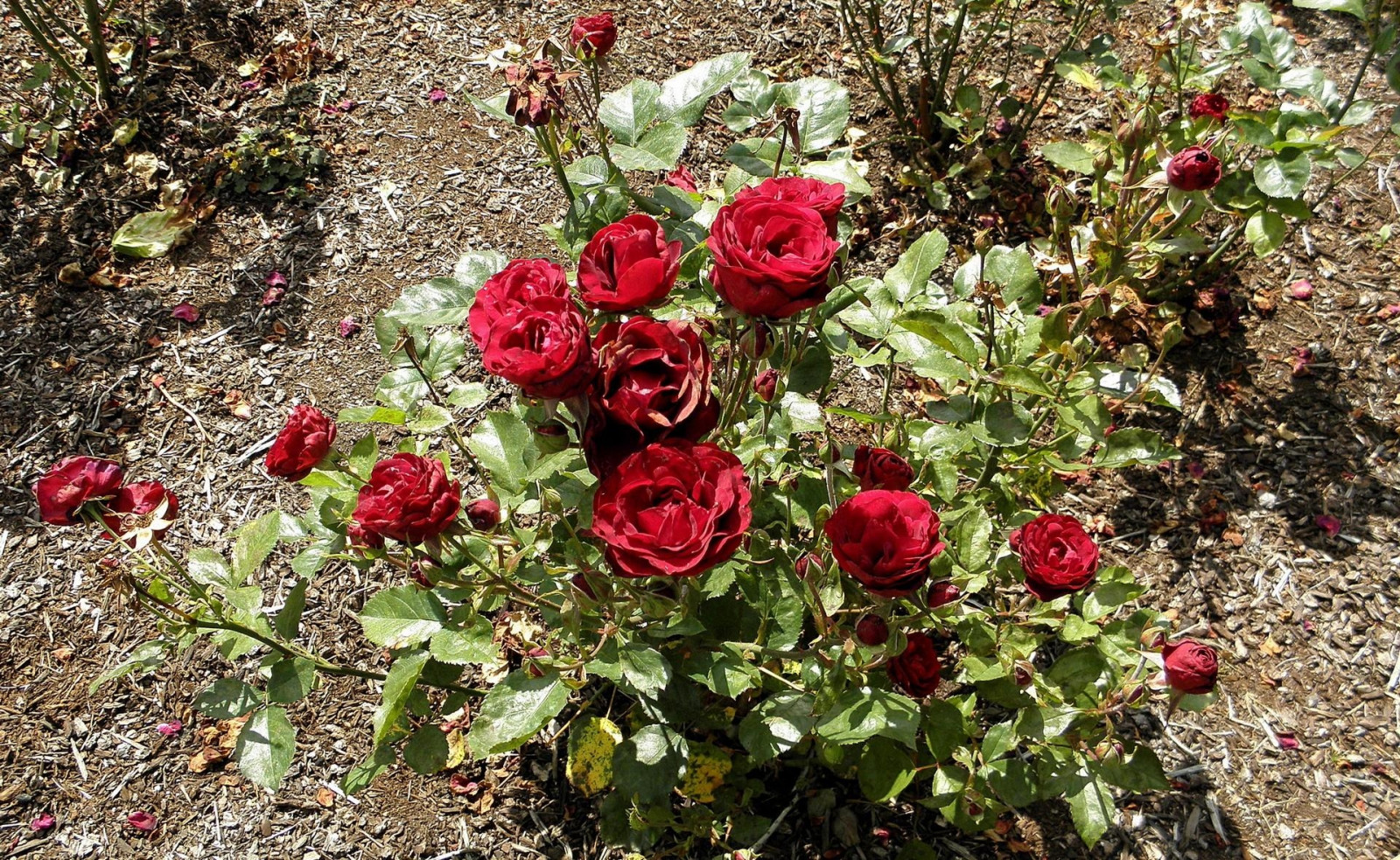 Wallpaper rose, garden, fertilizer, Sun, shade 1920x1180