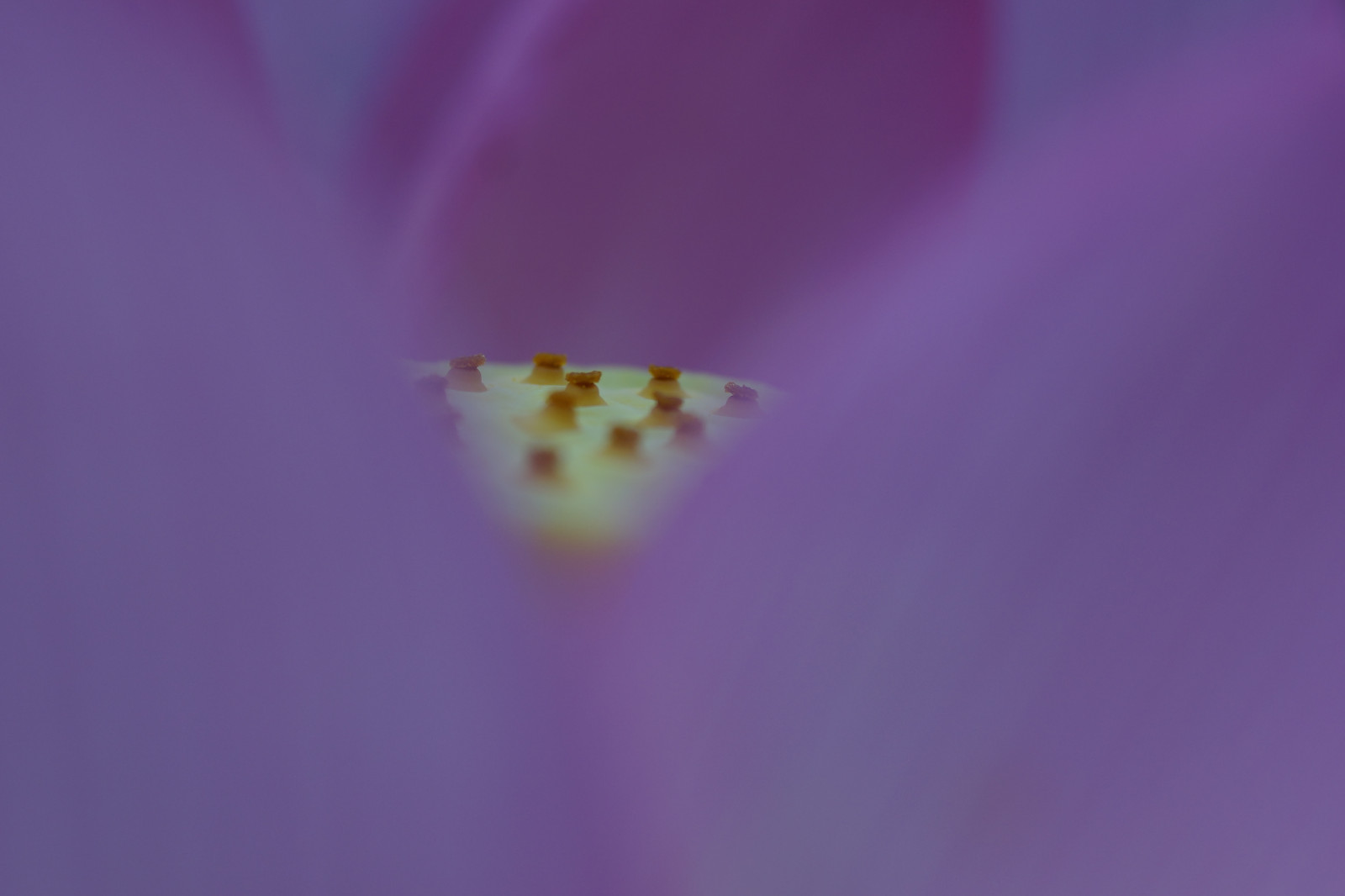 การถ่ายภาพ, โซนี่, เรณู, เบ่งบาน, โตเกียว, ดอกไม้, ปลูก, Zeiss, carlzeiss, กลีบดอก, Machida, yakushiike, อัลฟา, alpha7, ระนาบ, ilce, makroplanar, makroplanar6mmf28, โรงงานที่ดิน, พืชดอก, ใกล้ชิด, การถ่ายภาพมาโคร