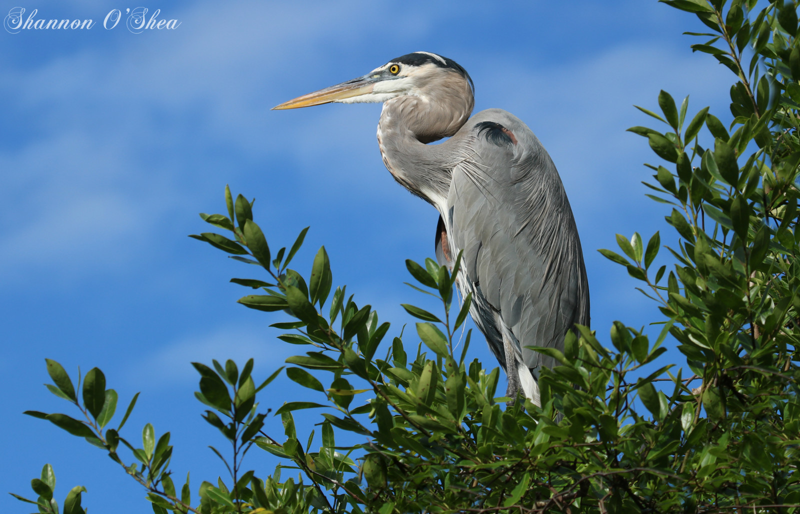 shannonroseoshea, shannonosheawildlifephotography, shannonoshea, Shannon, greatblueheron, volavka, pták, zobák, peří, strom, zelená, modrý, Příroda, Volně žijících živočichů, vodní ptáci, flickr, wwwflickrcomphotosshannonroseoshea, Kánon, canoneosrebelt6i, canon100400mm14556lis, canont6i, Canoneost6i, canonrebelt6i, eost6i, eosrebelt6i, rebelt6i, t6i, venku, modrá obloha, barvitý, comp, Birdseyeview