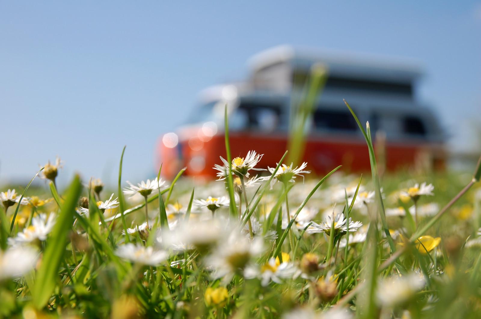 แนวนอน, ดอกไม้, หญ้า, ท้องฟ้า, ฟิลด์, ชายหาด, ใกล้ชิด, แมโคร, โฟล์คสวาเก้น, สีเหลือง, อังกฤษ, ฤดูร้อน, Nikon, bokeh, วันหยุด, ดอกแดนดิไลอัน, ฤดูใบไม้ผลิ, สหราชอาณาจักร, การตั้งแคมป์, แวน, เดซี่, คอร์นวอลล์, พ.ศ. 2552, ท่อง, เชิงลึก, อ่อนนุ่ม, ดอกไม้, เนียน, ทุ่งหญ้า, ปลูก, dof, ทุ่งหญ้า, vw, ร้อน, sigma, d40, กลางวัน, สหราชอาณาจักร, ค่ายพักแรม, ดอกไม้ป่า, ทุ่งหญ้า, พืชดอก, ครอบครัวเดซี่, วัชพืช, aperturepriority, 1850, gwithian, แคมป์ปิ้ง
