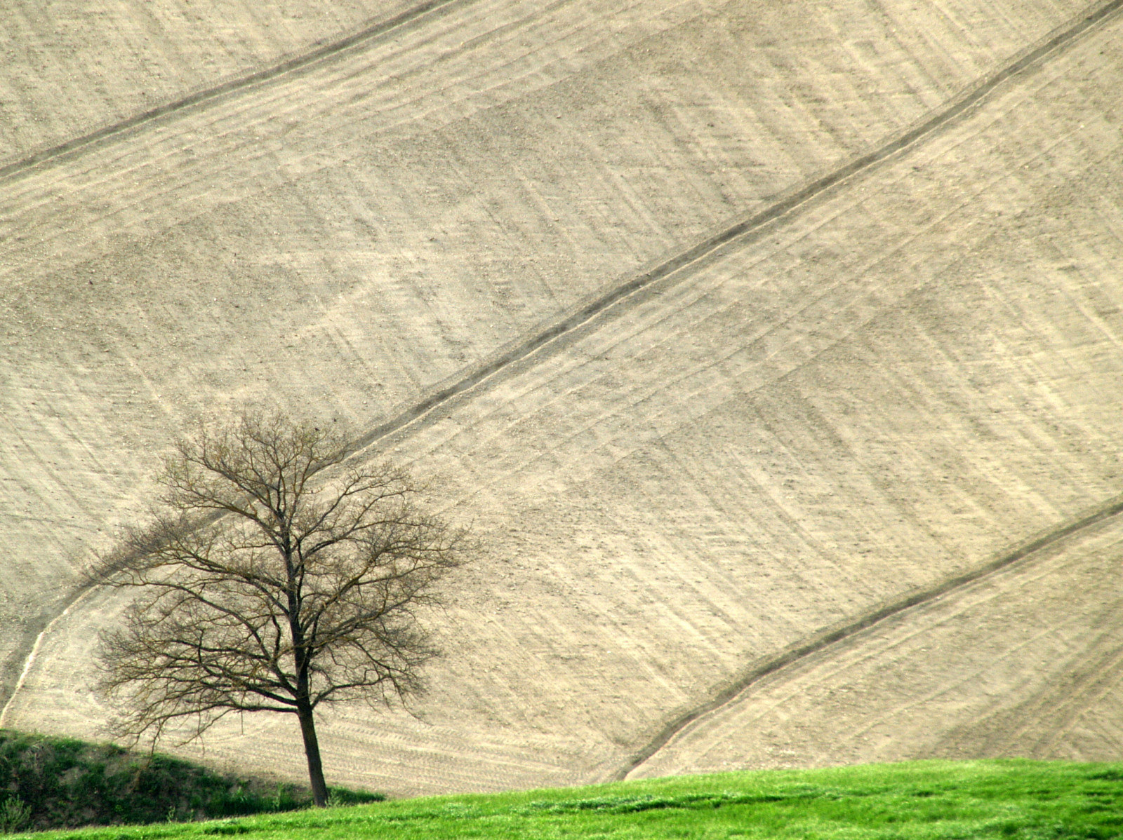 træ, jorden, bakker, riller, terra, Albero, Colline, coth, solchi, absolutegoldenmasterpiece, coth5, mygearandme, mygearandmepremium, mygearandmebronze, mygearandmesilver, blinkagain, blinkagainfrontpage, bestofblinkwinners, sunrays5