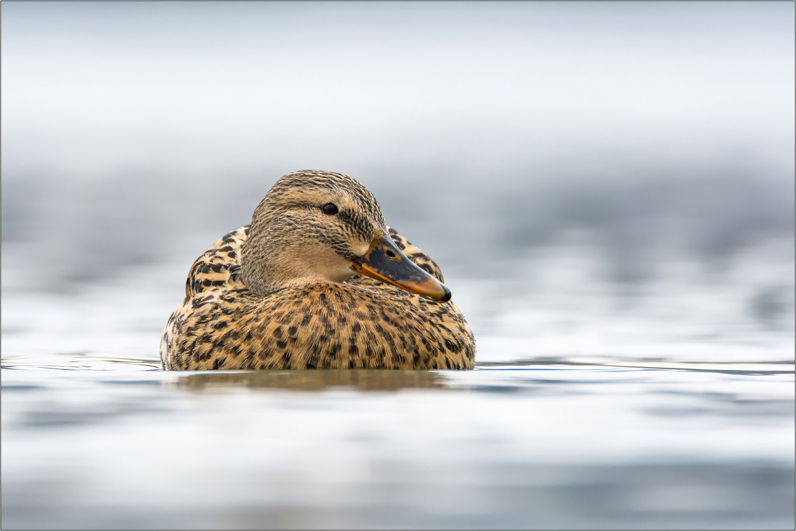 voda, Příroda, led, Volně žijících živočichů, Nikon, kachna, Maďarsko, zobák, divoká kachna, Tamron, pták, D7100, fauna, vodní ptáci, obratlovců, zblízka, vodní pták, kachen, hus a labutě, 150600, shorebird, anas, platyrhynchos, Tisza