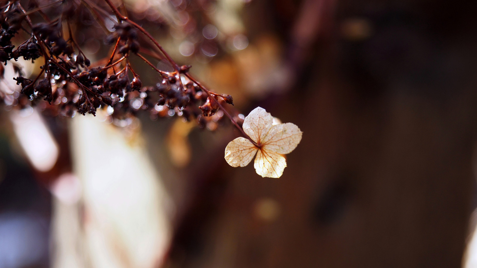 jídlo, zahrada, fotografování, makro, větev, květ, jaro, podzim, list, květ, rostlina, sezóna, flóra, březen, vyrobit, zblízka, makro fotografie, příchuť