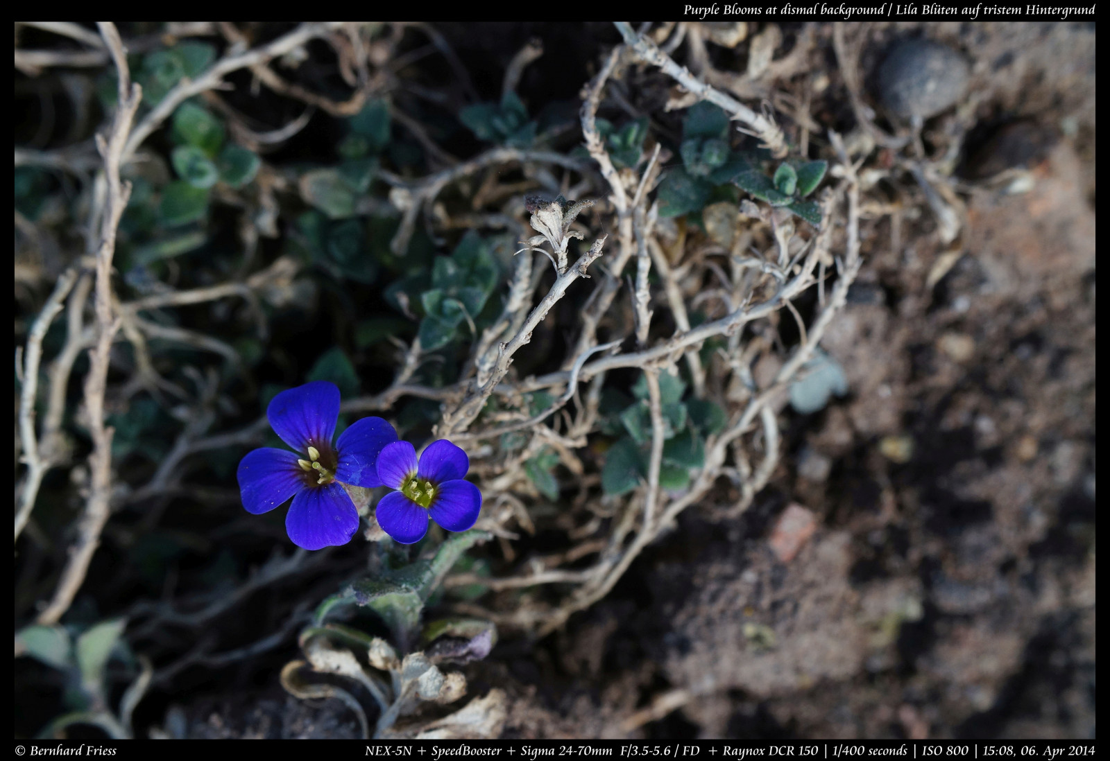Fotoaparát, originál, světlo, tělesné, makro, UMĚNÍ, Photoshop, Kánon, vinobraní, Německo, ven, objektiv, deutschland, primární, licht, jaro, zajímavý, Europa, Evropa, flickr, fotografie, zoom, Ne, kunst, Sony, sigma, koťata, nejlepší, prozkoumat, většina, květ, duben, manuál, rovný, alfa, oblíbený, délka, makro, Nekupírované, Bernhard, Fruhling, originální, fd, bl deset, ohniskový, následné zpracování, nex, Bádensko-Württembersko, 2470mm, Manuelle, OOC, raynox, interessant, Reduktor, Kraichgau, Unbearbeitet, Klassisch, Rheinneckar, entdecken, Dcr150, sooc, Friess, 5n, Malschenberg, web |, SpeedBooster, emount, fluidr, Unverf lscht, metabones, Metabonesspeedboosterfdnex, Sigma2470mm13556fd