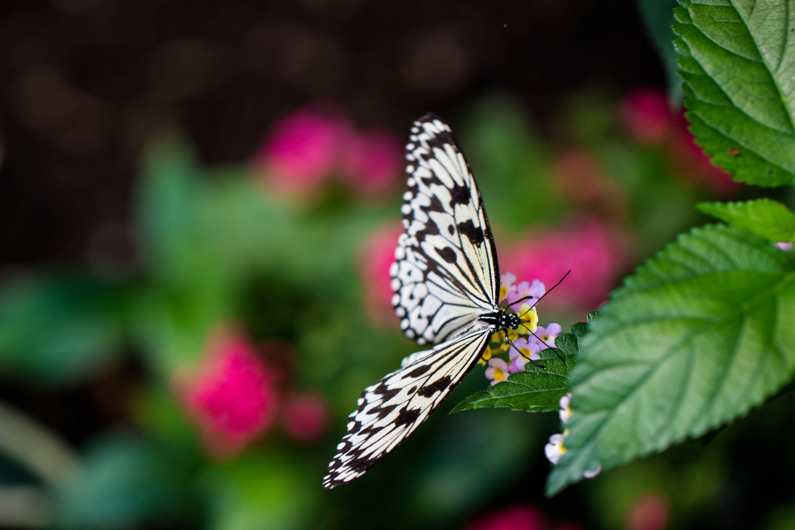 natur, fotografering, makro, sommerfugl, insekt, grøn, blad, blomst, flora, makro, danmark, fj ril, bornholm, nex, sommerfugle, neks, Sommerfuglepark, bornholmssommerfuglepark, fj rilspark, ricepaper, idealeuconoe, largetreenymph, paperkite, vinge, fauna, botanik, tæt på, makrofotografering, hvirvelløse, leddyr, nektar, bestøver, møl og sommerfugle, lycaenid
