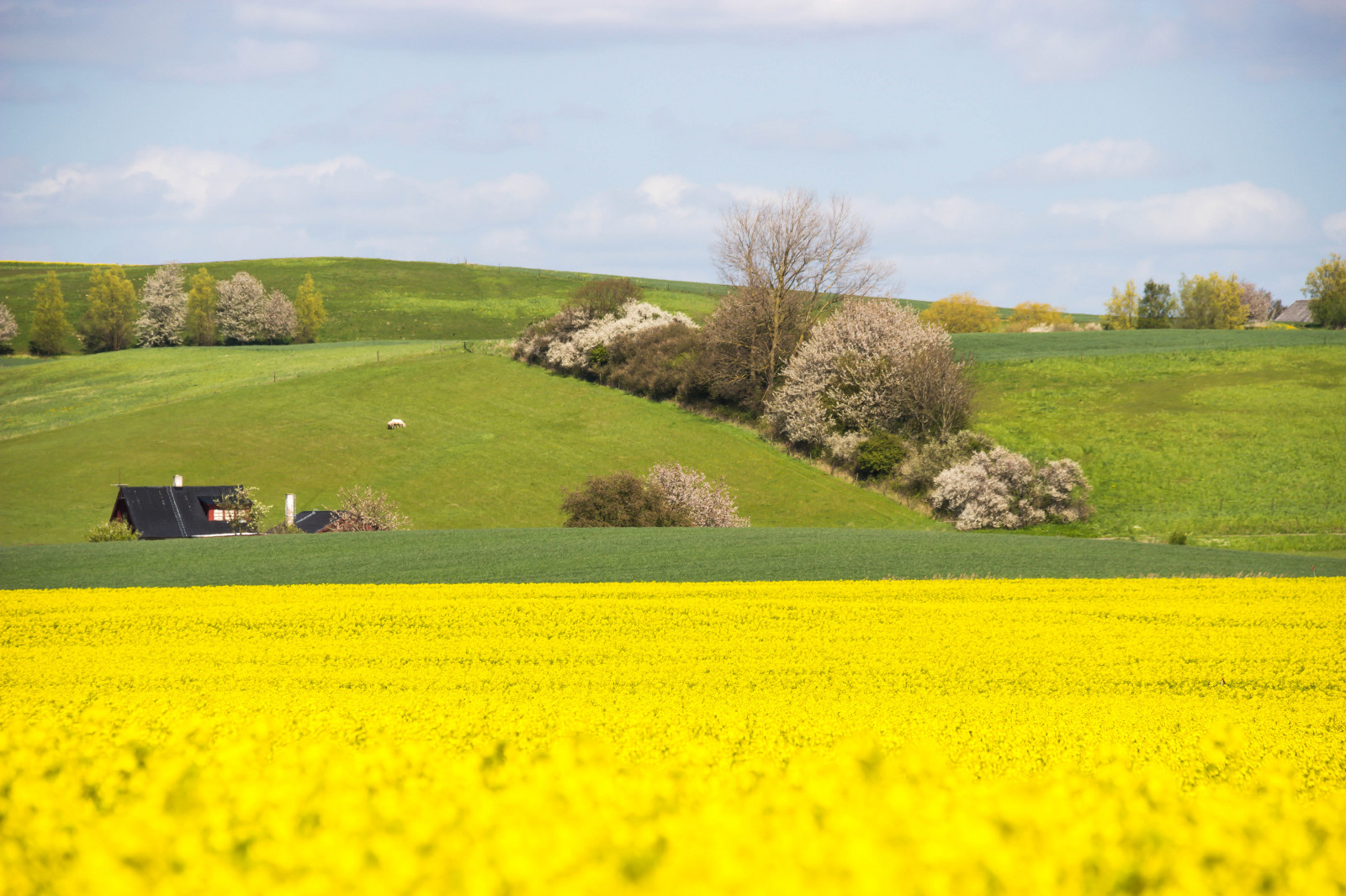 krajina, jídlo, kopec, tráva, pole, žlutý, hospodařit, řepkového, květ, lučina, rostlina, venkov, pastvina, nárazy, gul, f lt, landskap, řepka, rapefield, Guld, podané, zemědělství, louka, prostý, trávník, prérie, oříznutí, venkov, vyrobit, suchozemská rostlina, kvetoucí rostlina, tráva rodina, zeleninový, brassica, hořčice závod