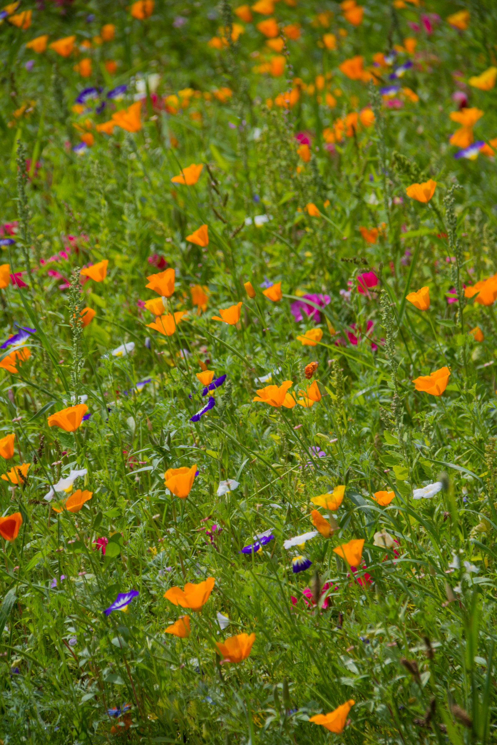 ธรรมชาติ, หญ้า, ฟิลด์, ใบไม้, ดอกไม้, ทุ่งหญ้า, ปลูก, พืช, Blomma, ทุ่งเลี้ยงสัตว์, exif model canoneos760d, ประเทศธรณีวิทยา, กล้องทำให้ Canon, geocity, กล้องรุ่น canoneos760d, geostate, ตำแหน่งทางภูมิศาสตร์, เลนส์ Exifs efs18200mmf3556is, ความยาวคลื่น exif 200 มม, exif ทำให้ canon, exif isospeed 100, รูรับแสง exif 71, katrinetorp, katrinetorpslanderi, ทุ่งหญ้า, ดอกไม้ป่า, สนามหญ้า, ป่าไม้, ทุ่งหญ้า, ถิ่นที่อยู่, สภาพแวดล้อมทางธรรมชาติ, พฤกษศาสตร์, โรงงานที่ดิน, พืชดอก, ระบบนิเวศ, โรงงานประจำปี, สวนจักรวาล, จักรวาลกำมะถัน