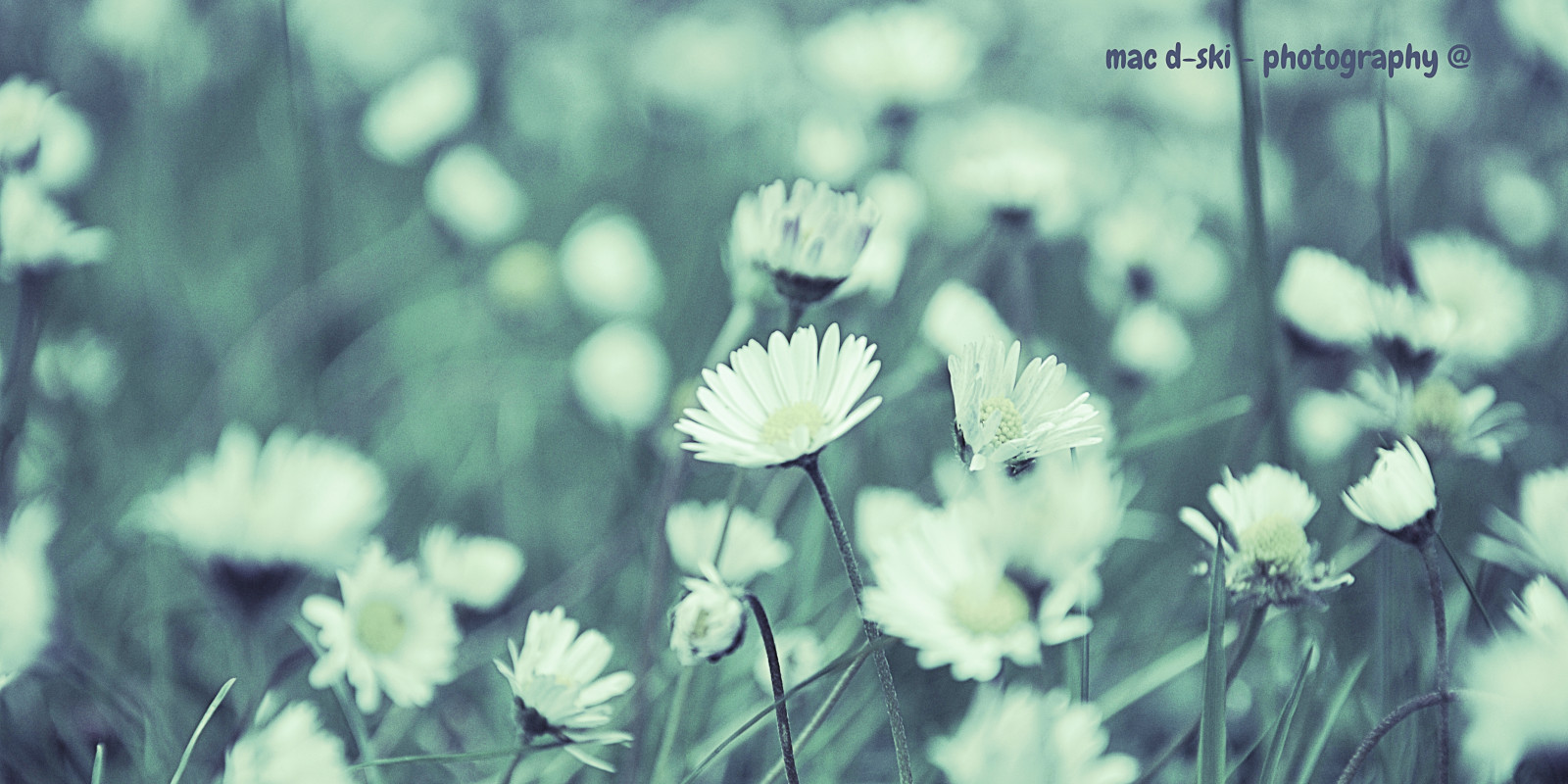slunečnímu záření, černobílý, květiny, Příroda, tráva, fotografování, větev, zelená, letní, Nikon, květ, bokeh, sedmikrásky, zasněný, UMĚNÍ, strom, list, květ, rostlina, krása, flóra, dof, okvětní lístek, louka, d90, Černý a bílý, monochromatické fotografování, botanika, zblízka, makro fotografie, macdskiphotography