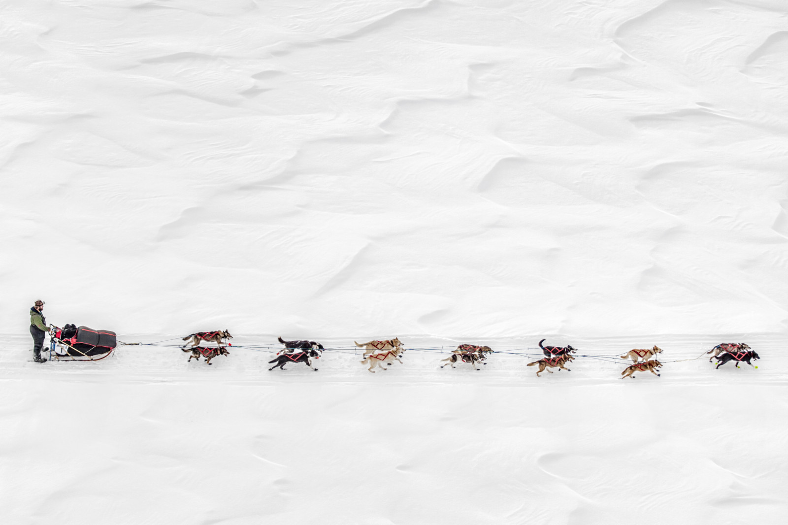 sportovní, zvěř, sport, sníh, zima, led, Studený, Pes, tým, vítr, Arktický, zmrazení, sáně, Yukon, Staň se profesionálem, závod, psi, vzory, soutěž, 75, save10, geologický fenomén, zimní sport, zimní bouře, psí, delete6, bílý kůň, 106, cool7, cool8, iceboxcool, uncool5, savedbythedeltemeuncensoredgrou, závodníky, soutěžící, kaše, Sleddogs, Mushers, Yukonquest, Dogmushing, Snowsport, Normandasavant