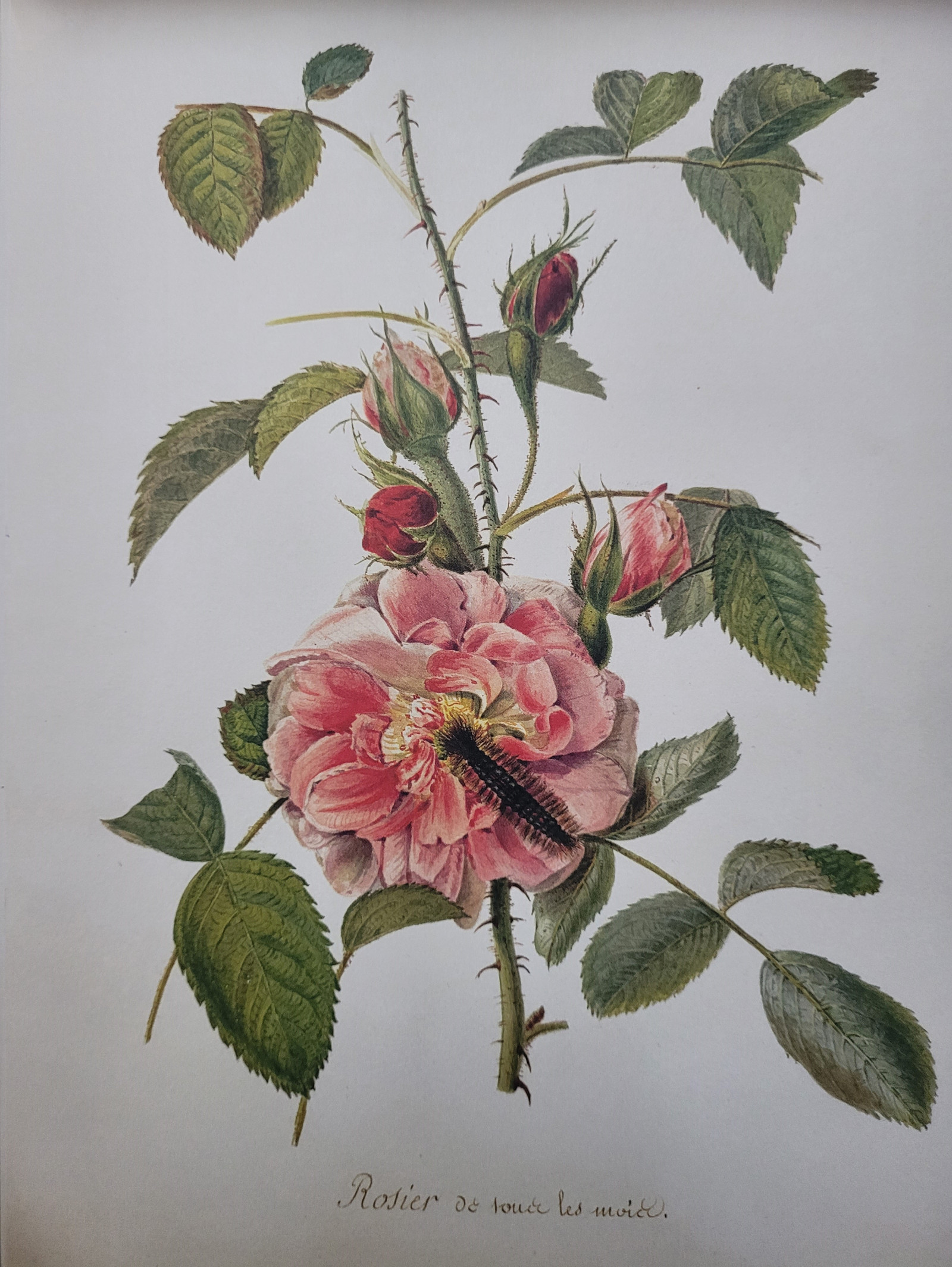 ดอกกุหลาบ, พืช