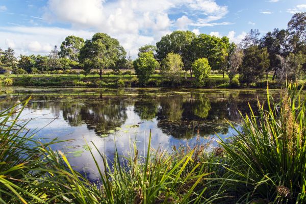 nature, reflection, water, vegetation, nature reserve, wetland