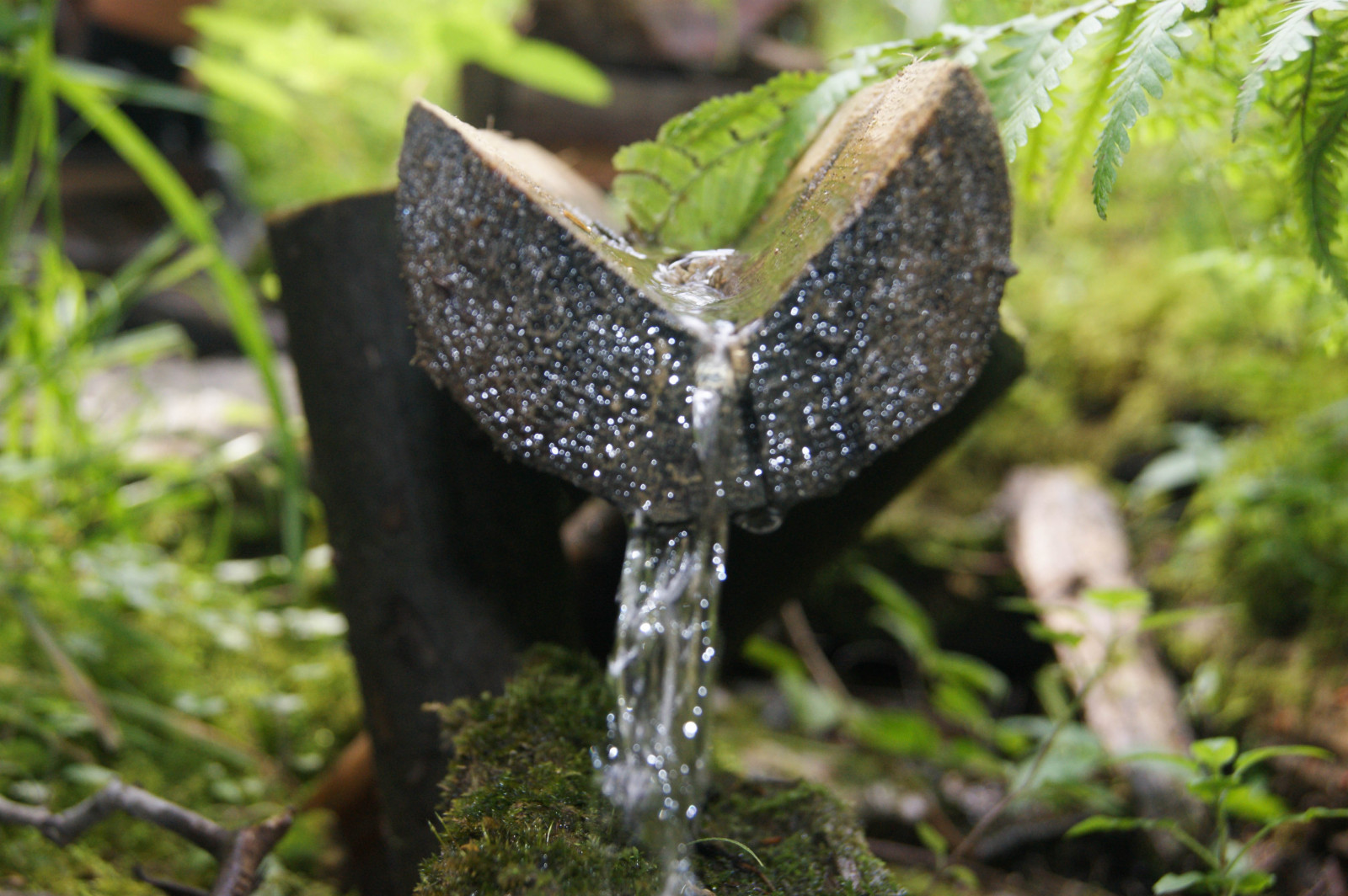 foresta, le foglie, acqua, natura, farfalla, insetto, falena, invertebrato, 4592x3056 px, impollinatore, falene e farfalle