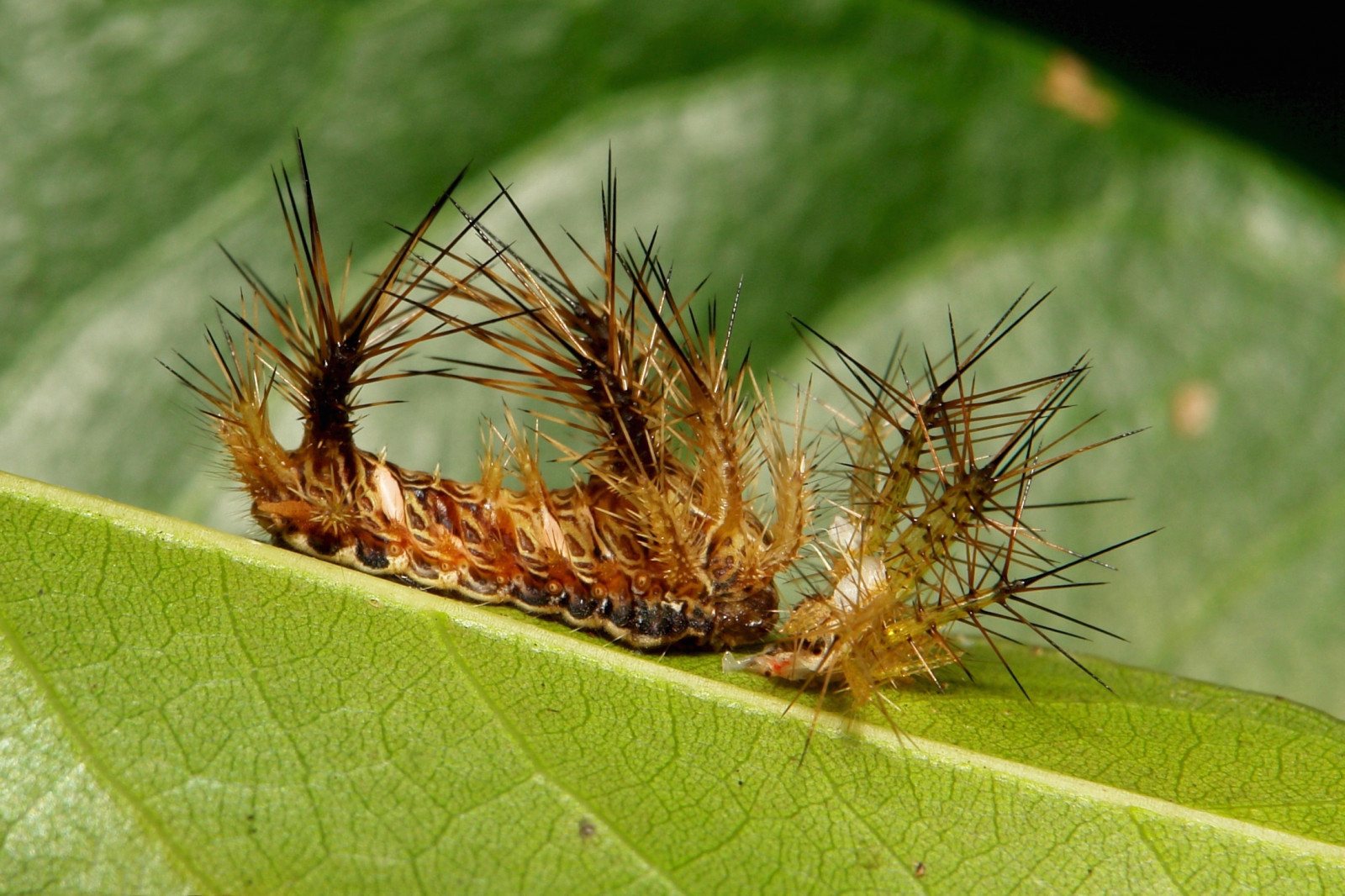 Fond d'écran chenille, insecte, larve, invertébré, Photographie macro, fermer, organisme