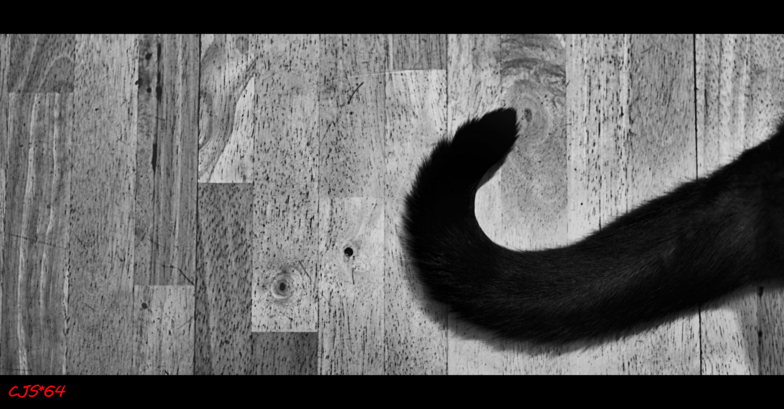 bianca, nero, gatto, monocromo, coda, fotografia, Nikon, pelliccia, barba, animale domestico, Gatto nero, animale, bw, nero bianco, D3100, oscurità, cjs, nikond3100, craigsunter, cjs64, fauna, posteriore, sfondo del computer, bianco e nero, fotografia in bianco e nero, font, avvicinamento, gatto come mammifero, grugno, burlone, Cagnolino, stock photography