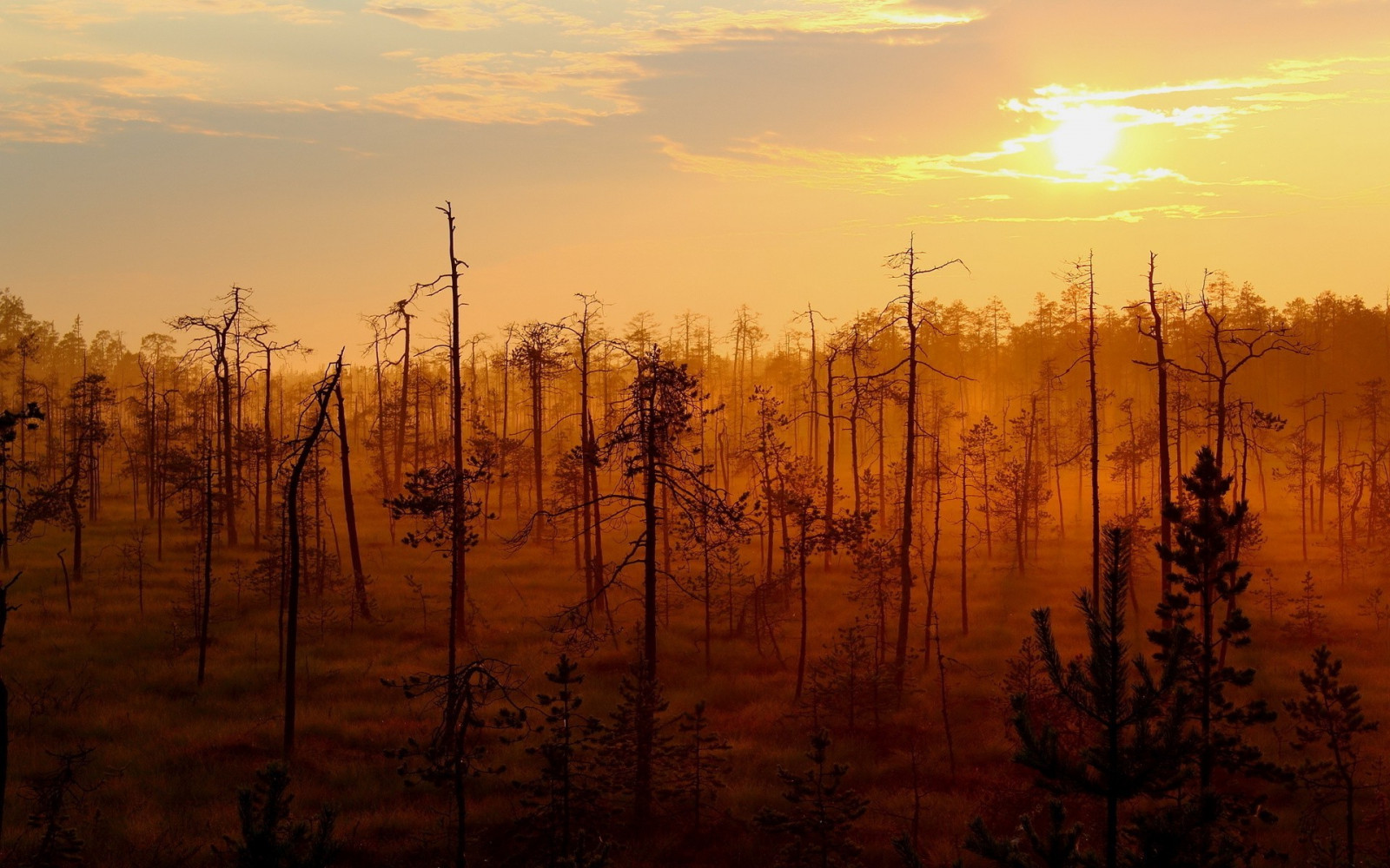 sunlight, landscape, sunset, nature, reflection, field, branch, sunrise, evening, morning, mist, dusk, tree, dawn, 1920x1200 px, prairie, habitat, natural environment, atmospheric phenomenon, afterglow, grass family