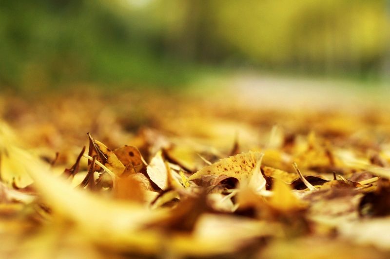 feuilles,Bladeren